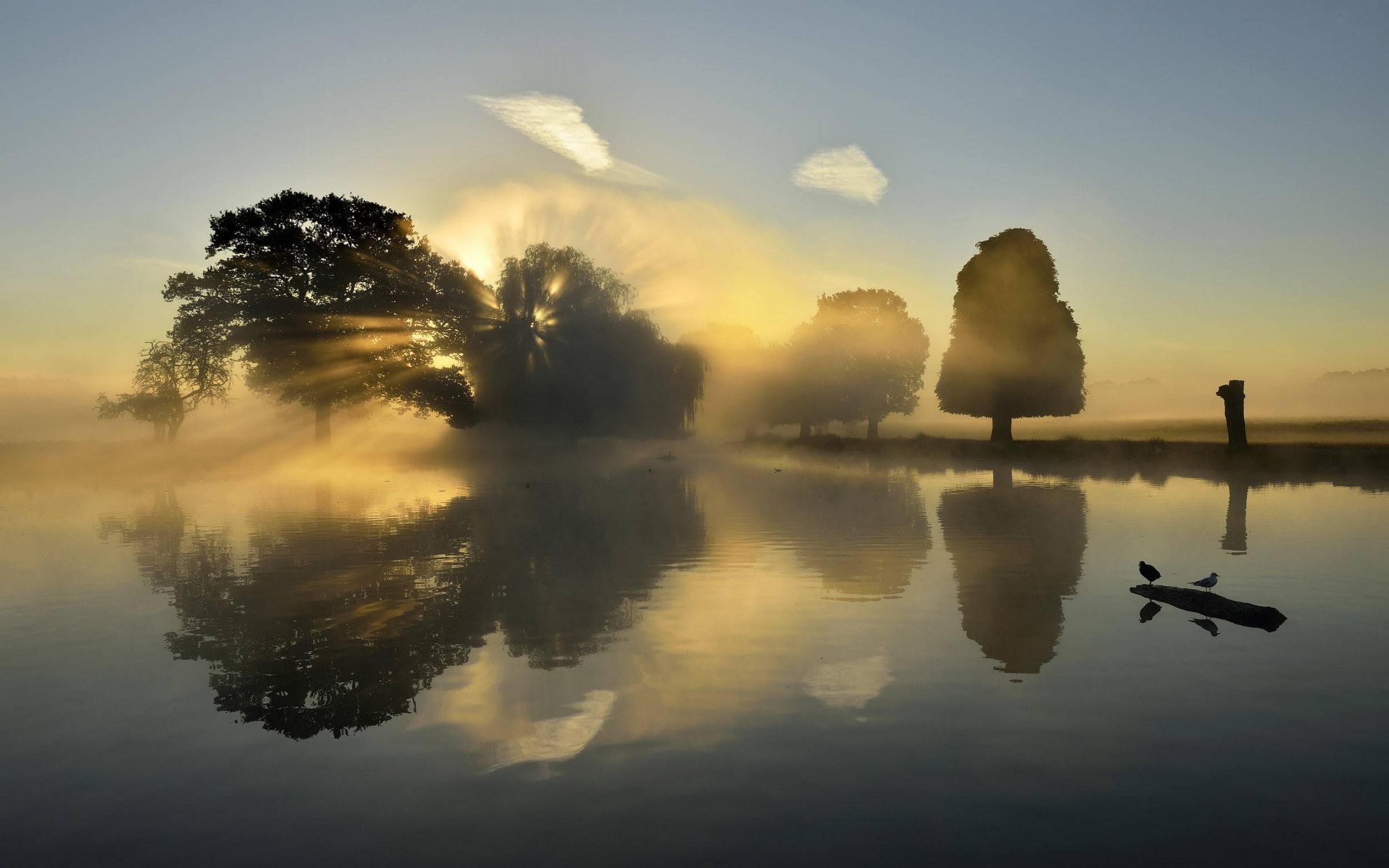 tree, water, sunset, trees, scenics - nature, fog, sky, non-urban scene, waterfront, lake, calm, morning, tranquility, silhouette, 1080P, hazy, no people, HD Wallpaper