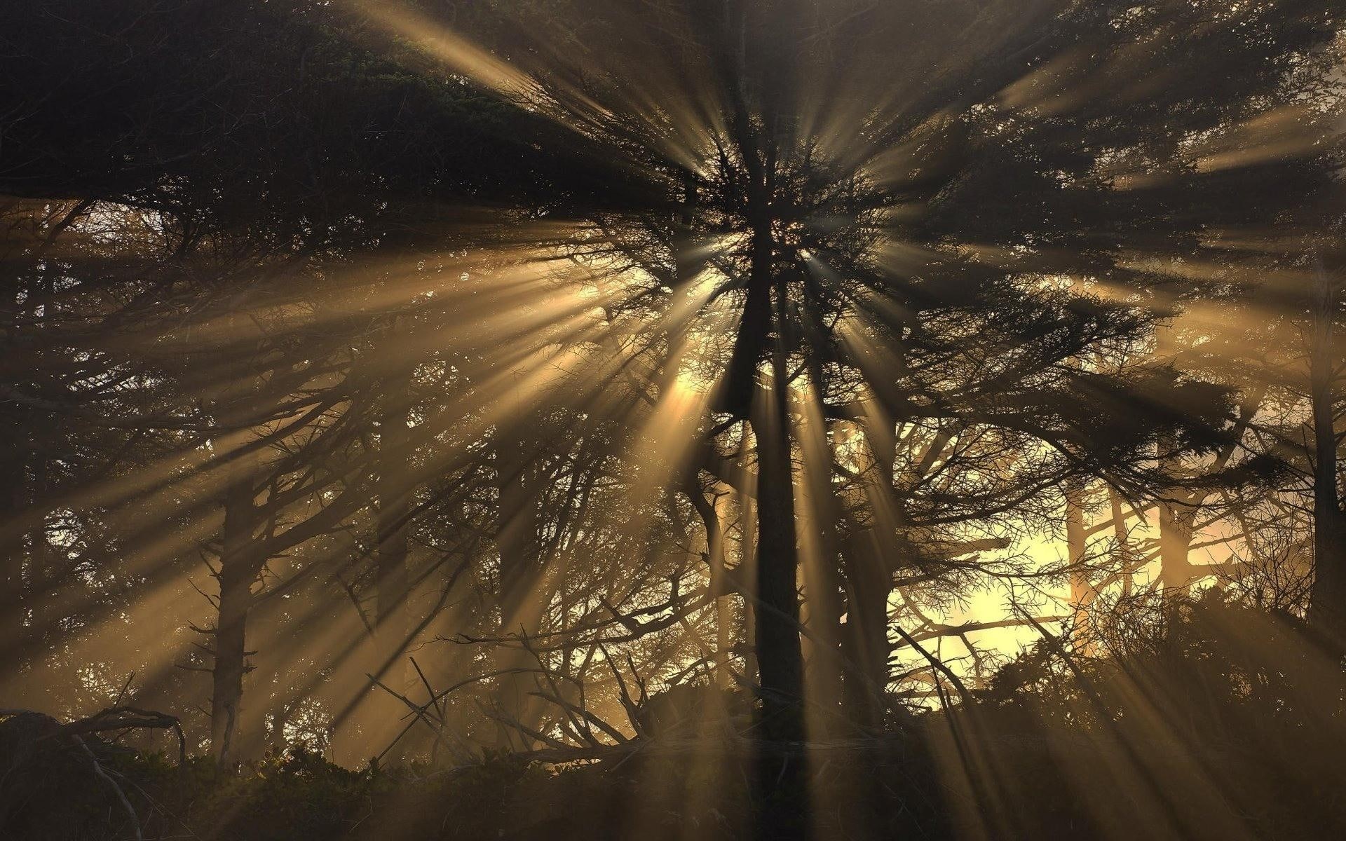 tree, penetrate, 1080P, sunbeams, nature, nature and landscapes, forest, HD Wallpaper