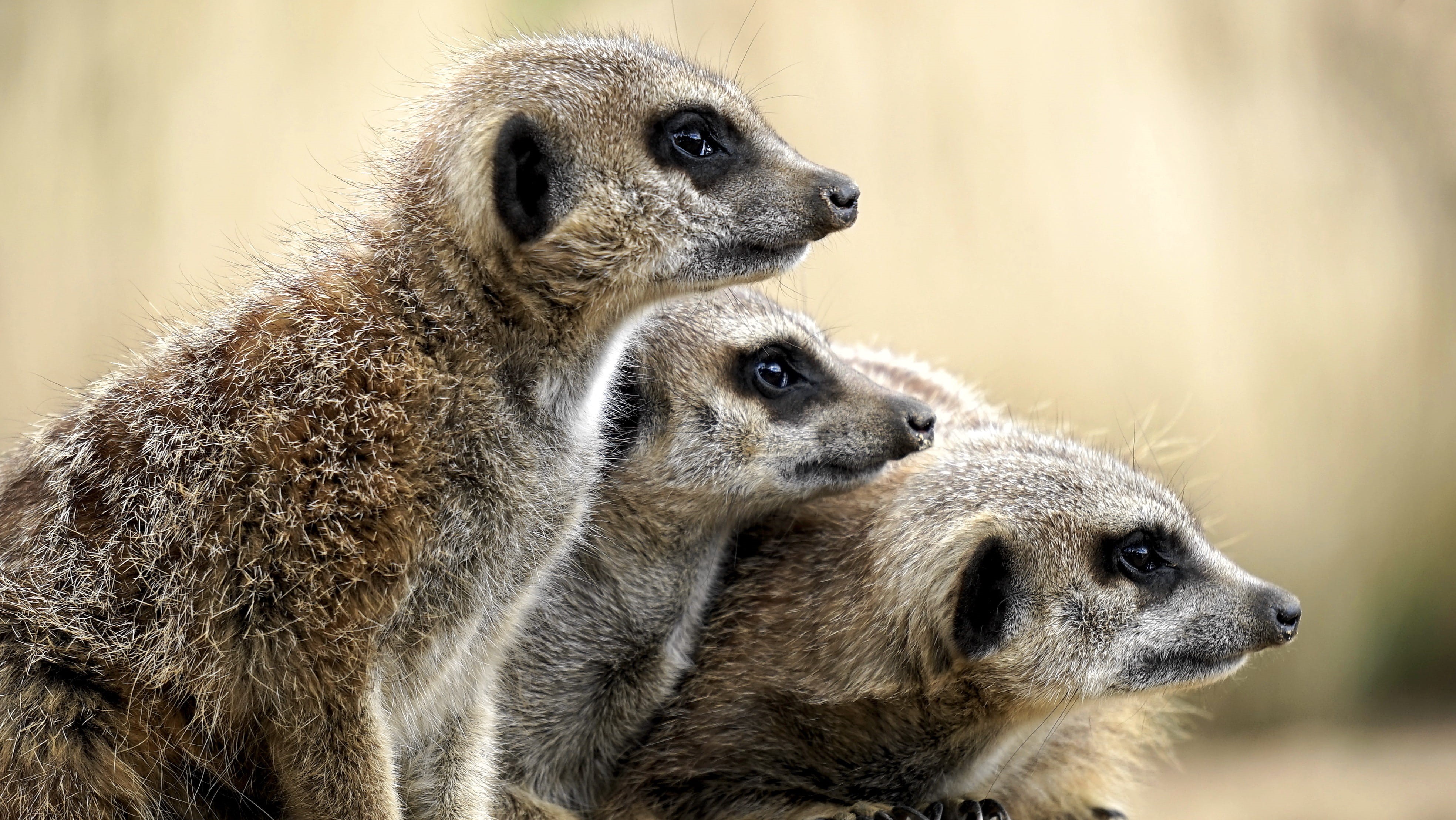 animals in the wild, cute, animal family, animal, africa, fur, family, zoo, animal wildlife, natural, group of animals, meercats, close-up, safari, vertebrate, HD Wallpaper