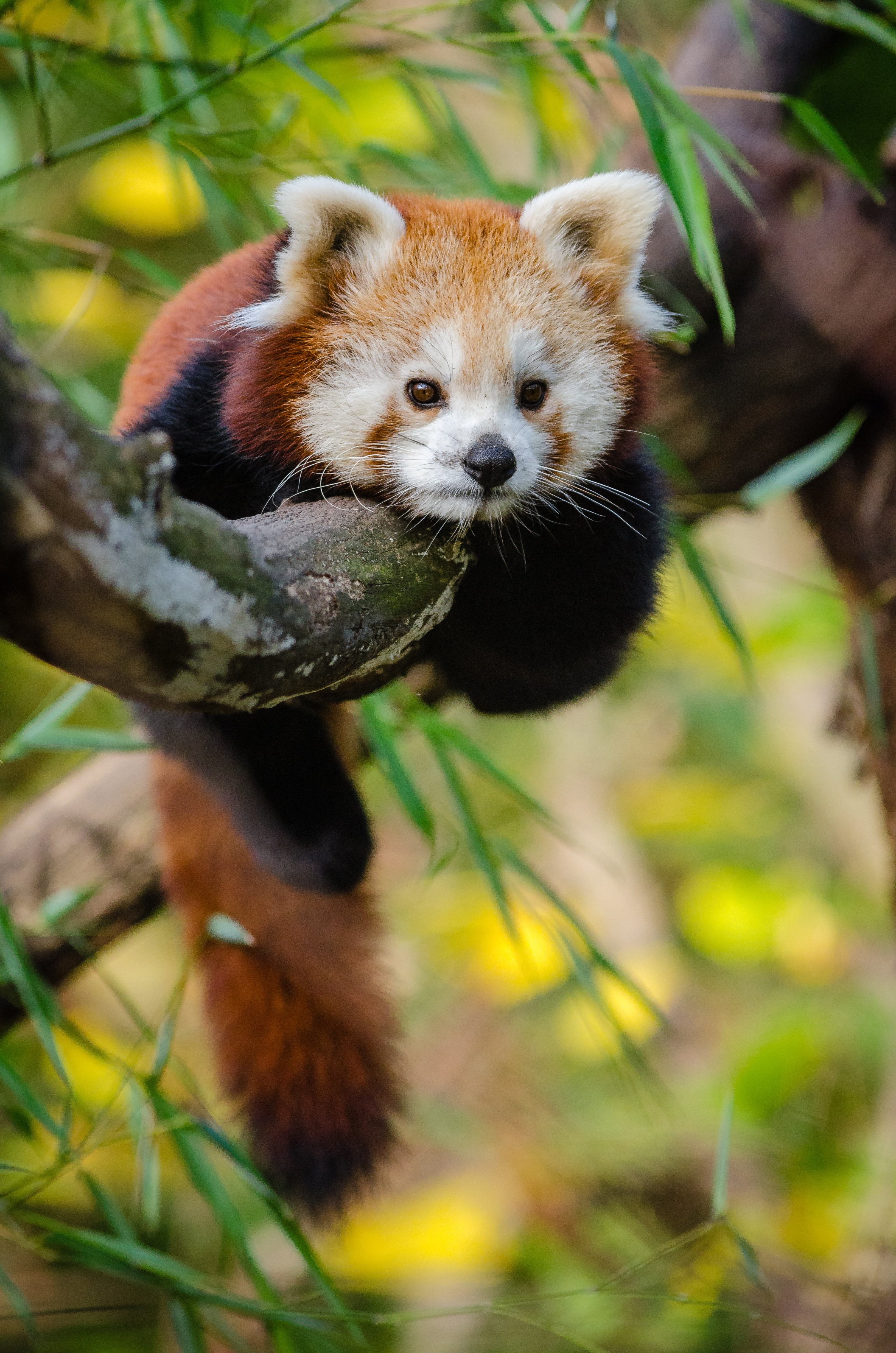 selective focus, red, vertebrate, branch, looking at camera, no people, plant, red panda, close-up, bamboo - plant, looking, animal head, nature, zoo, whisker, Phone HD Wallpaper