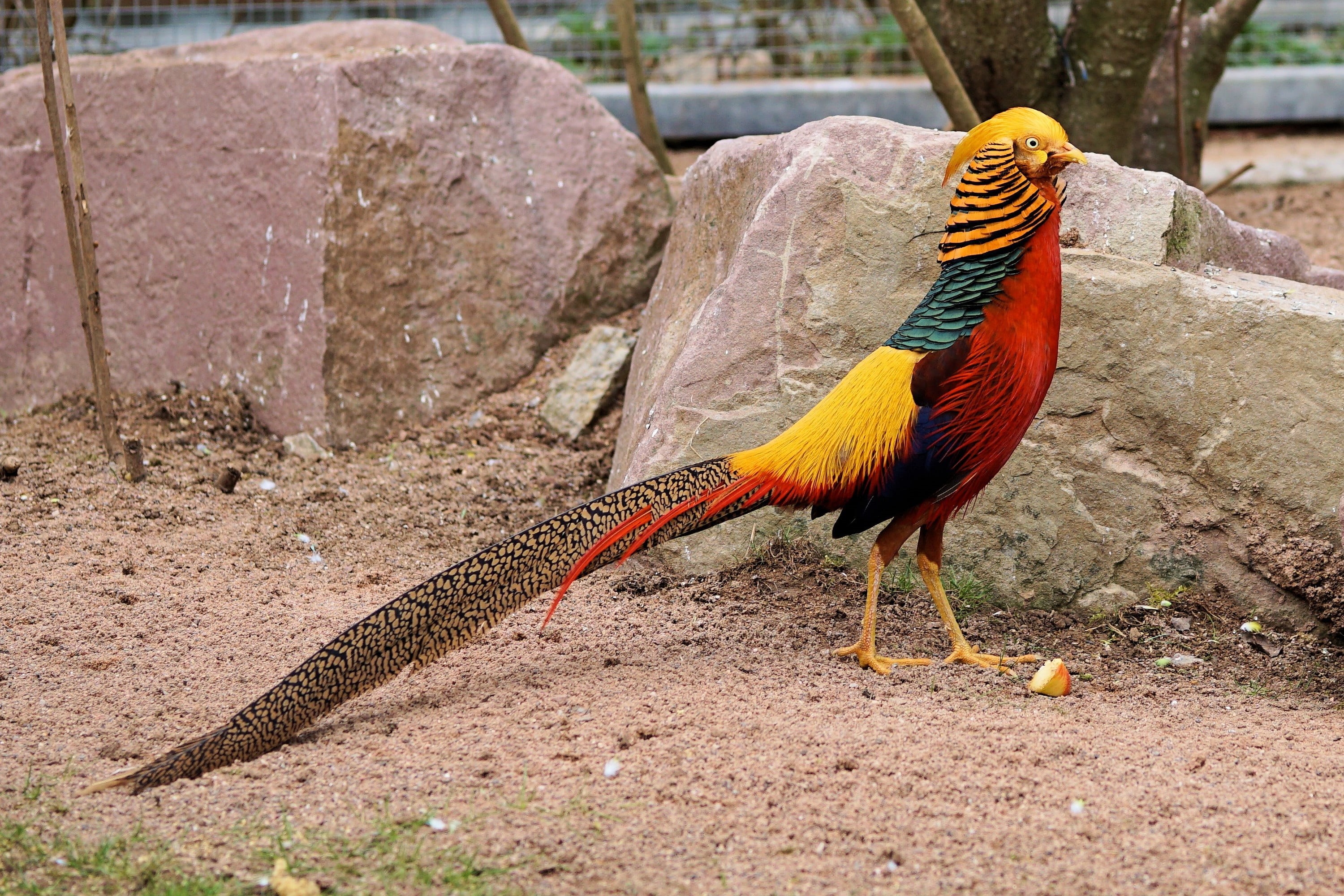 2K, rooster, day, nature, zoo, standing, sababurg castle, goldfasan, pheasant, colorful, livestock, no people, animal, feather, chicken, black, bird, animal wildlife, HD Wallpaper