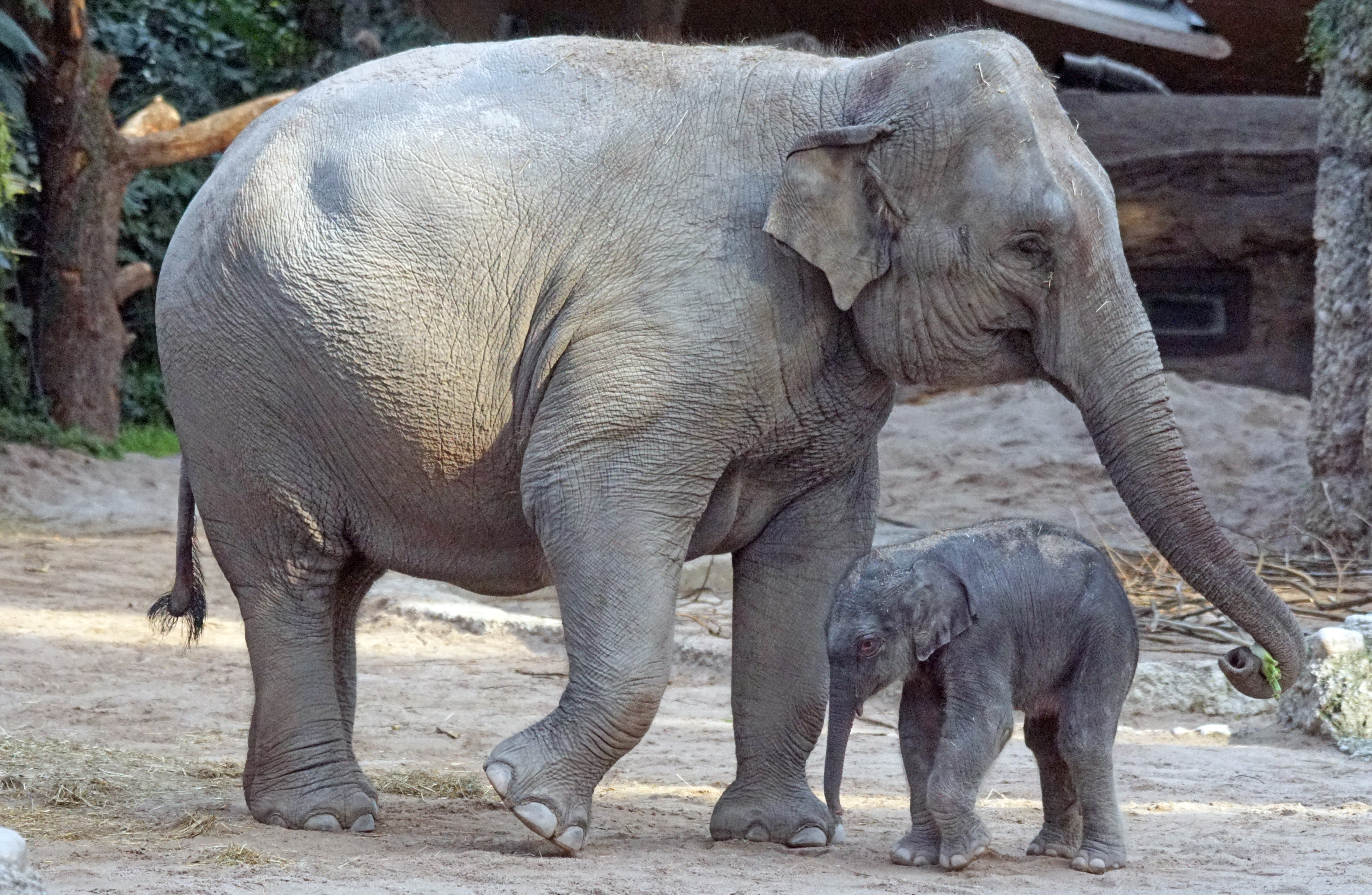 calf, african elephant, animal themes, daytime, asian elephant, zoo, animals in the wild, safari, outdoors, two, herbivorous, grey, wildlife photography, HD Wallpaper