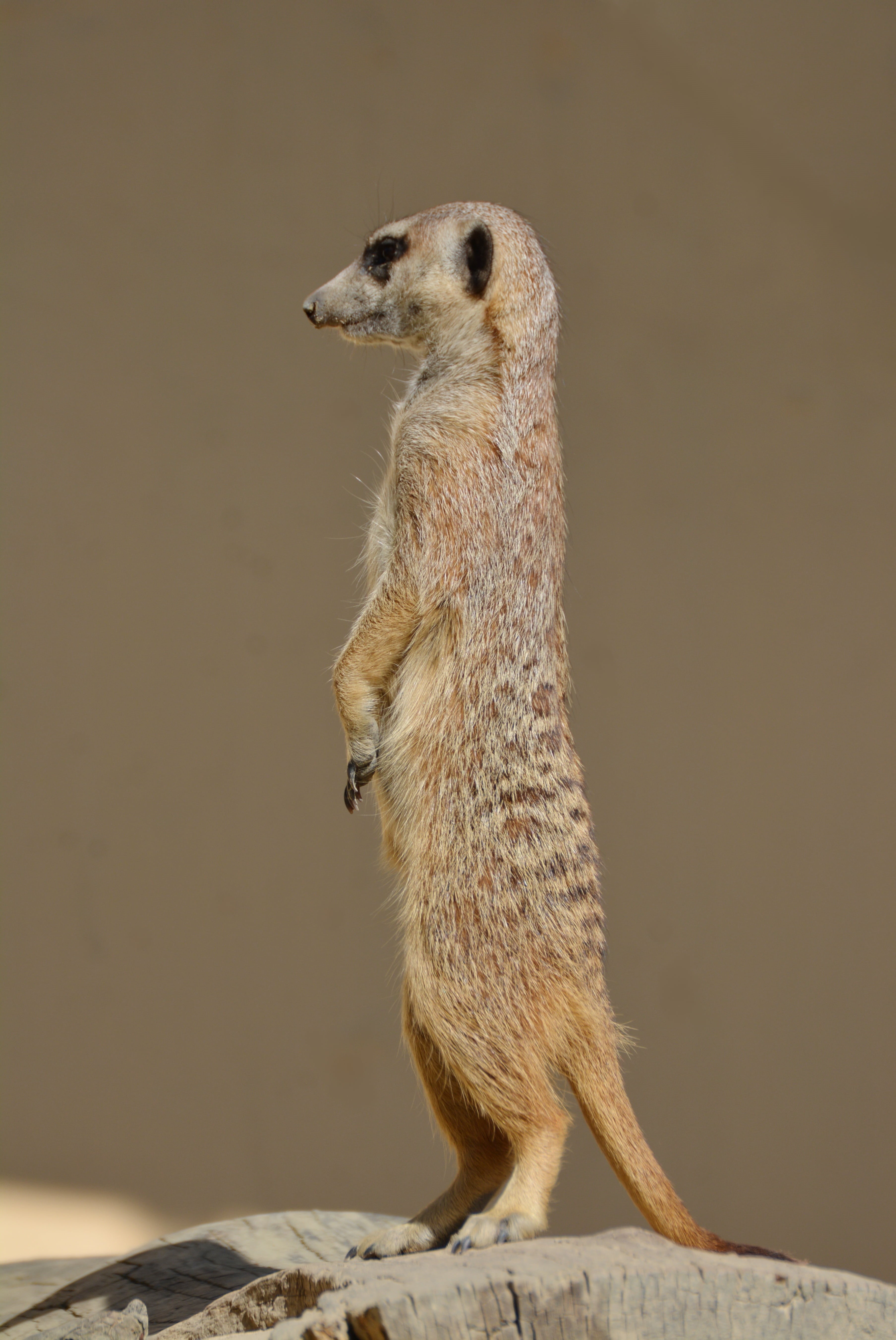 upright, day, vigilant, brown, security guard, nature, outdoors, meercat, good Posture, full length, focus on foreground, rock - object, lively, animal themes, Phone HD Wallpaper