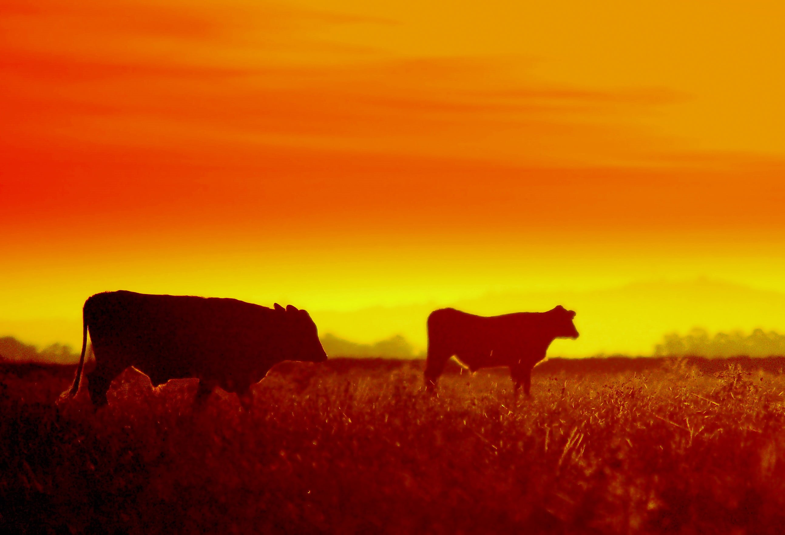 Cows, Sudamérica, field, Rind, Campo, Buey, Pampa, Urlaub, Doce, Boi, silhouette, Touros, Poniente, Rinder, Kuh, Kühe, do, tempos, Costa, Holidays, de, HD Wallpaper