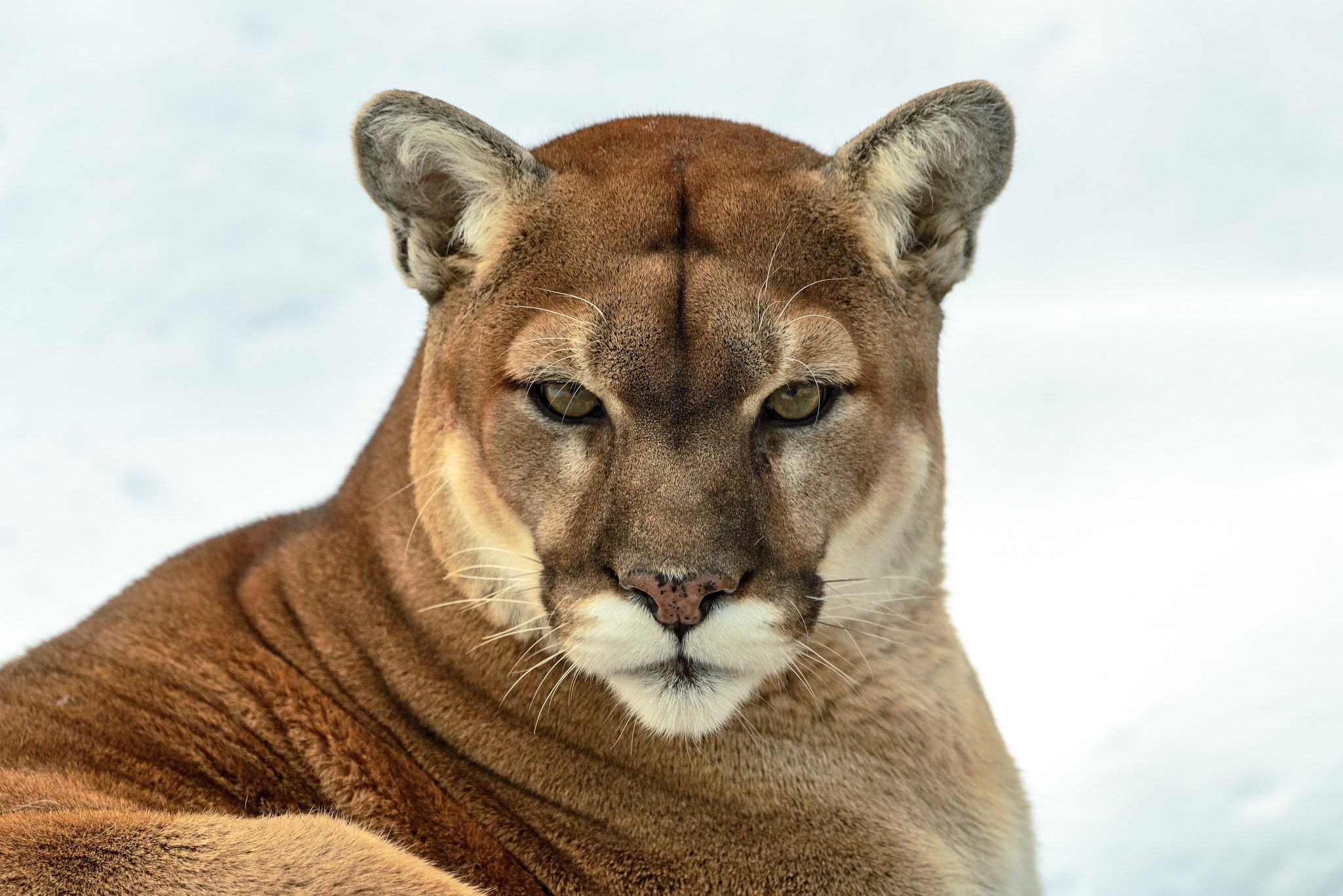 wild cat, mountain lion, 1080P, puma, look, predator, cougar, HD Wallpaper