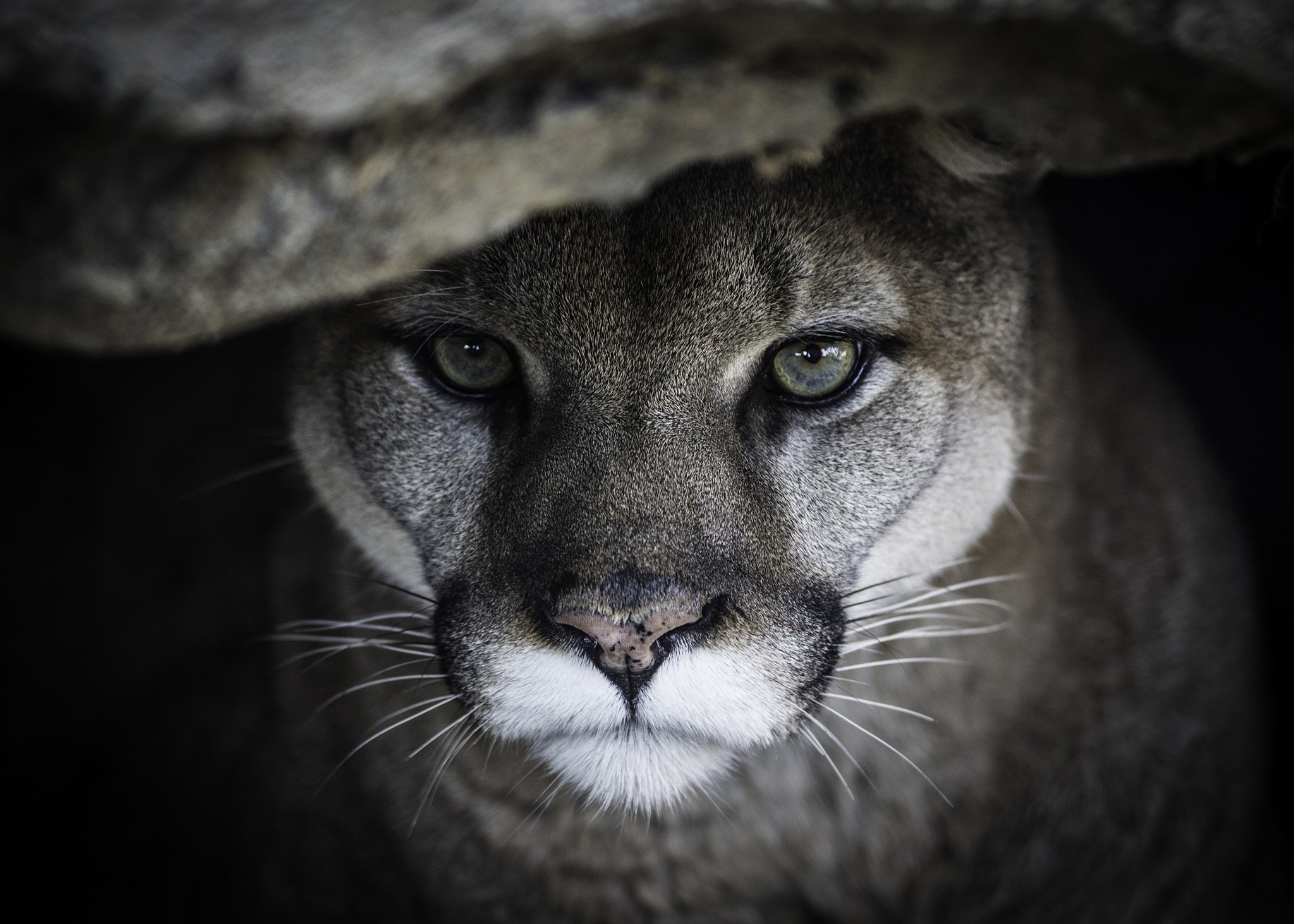 wild cat, predator, Cougar, portrait, face, Puma, 1080P, HD Wallpaper