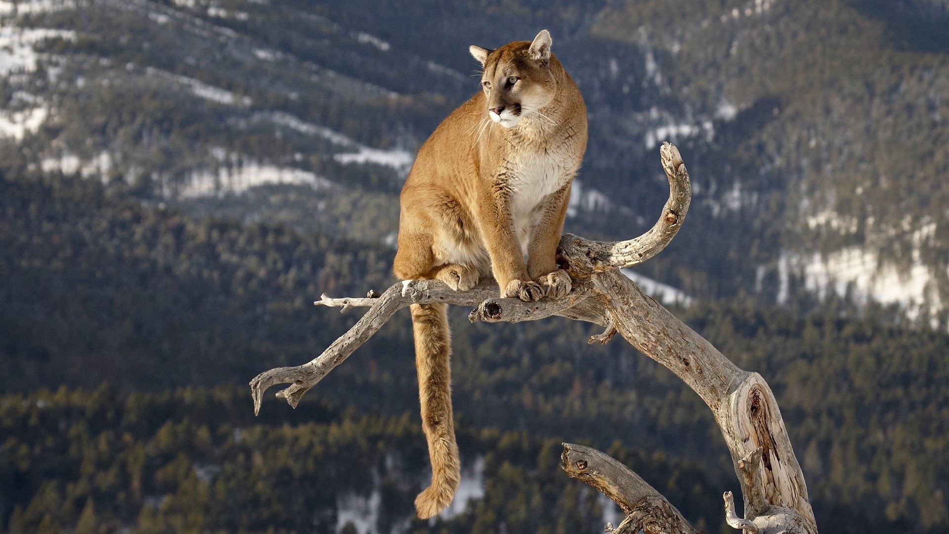 1080P, puma, cougar, hd, animals, lion, mountain, HD Wallpaper