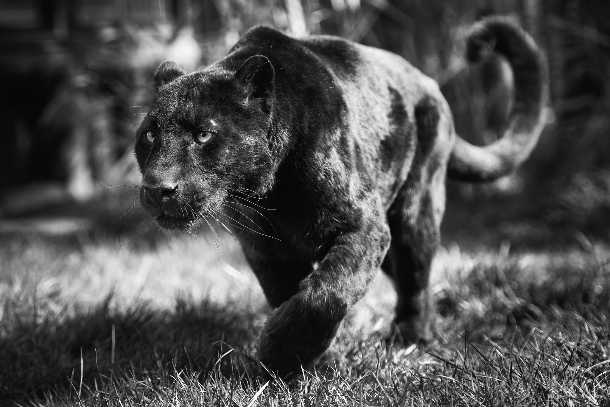 large, wildlife, mammal, no People, animal wildlife, black And White, animals Hunting, vertebrate, day, standing, looking, predator, animal themes, animal, HD Wallpaper