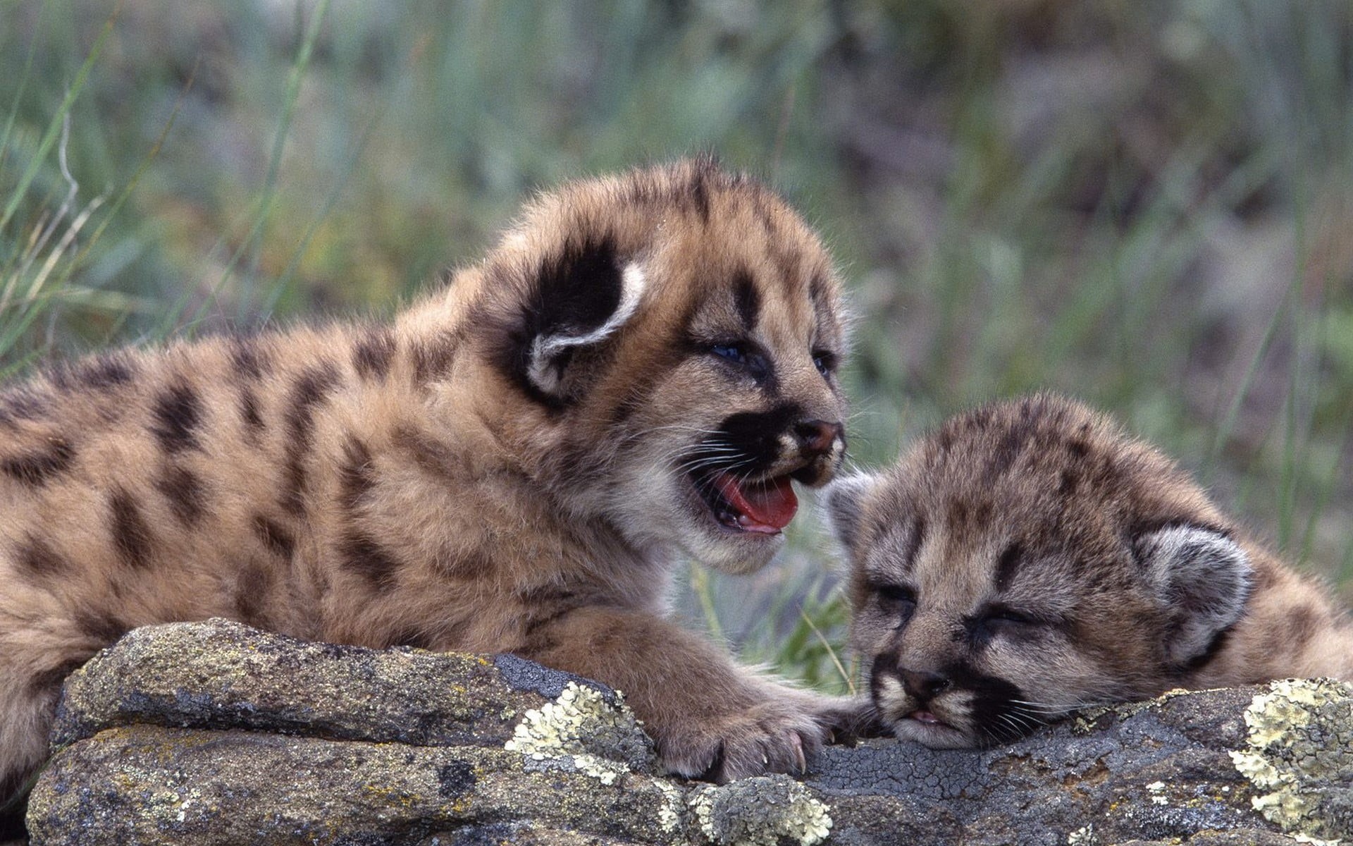 pumas, focus on foreground, solid, grass, rock - object, vertebrate, animal, nature, animal themes, young animal, animal wildlife, rock, brown, mammal, HD Wallpaper