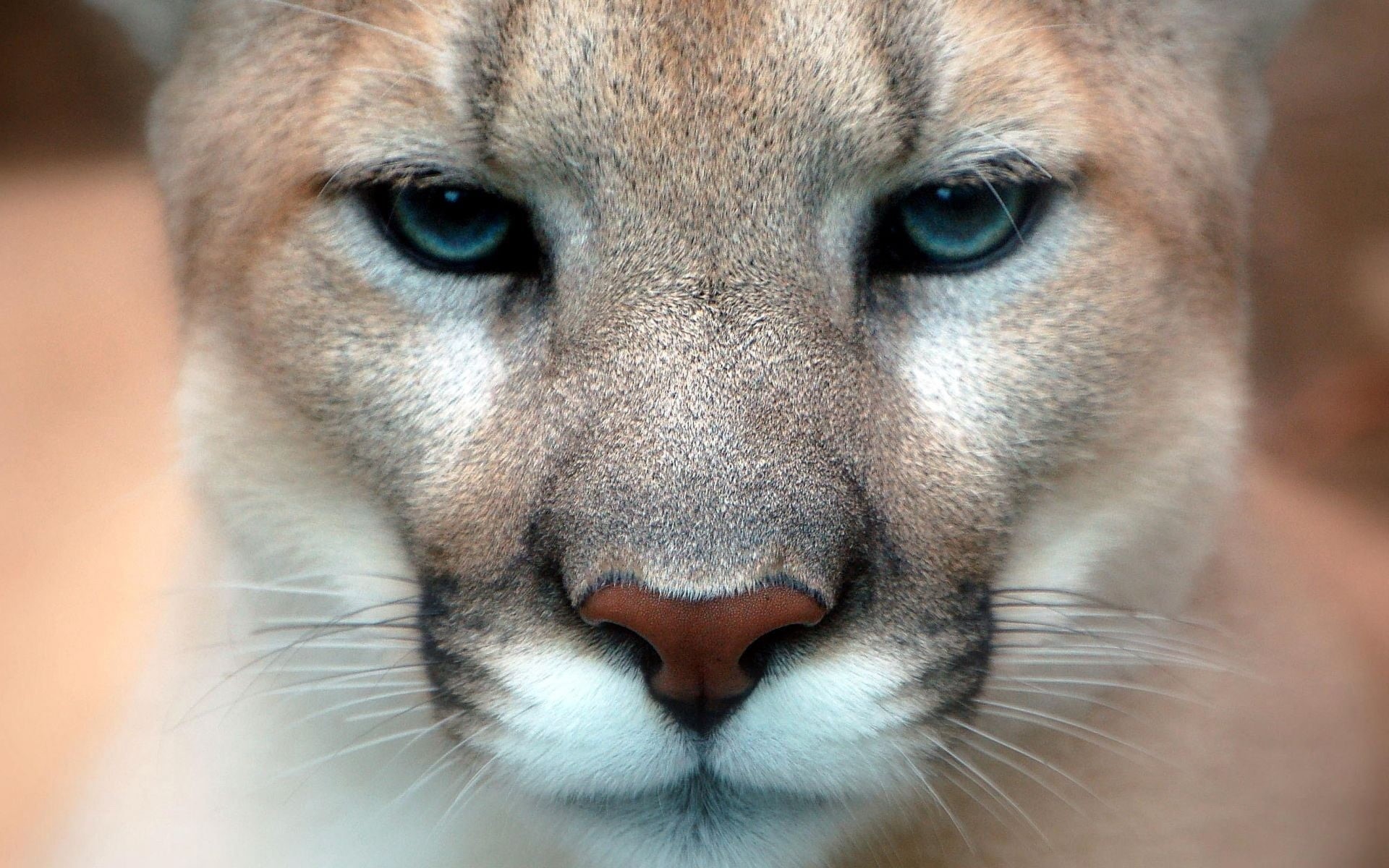 domestic animals, animal nose, undomesticated Cat, animal body part, looking at camera, eye, alertness, animal, one Animal, no people, outdoors, lioness, HD Wallpaper