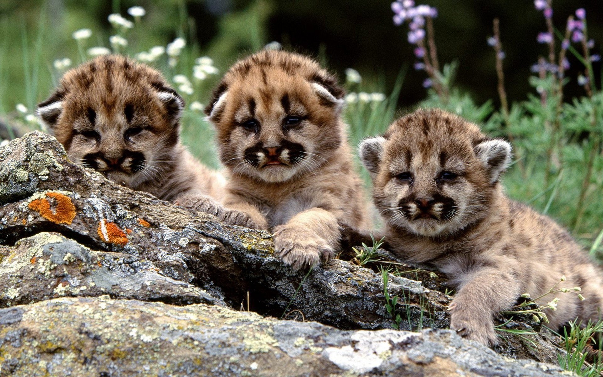 black, kittens, looking at camera, baby animals, rock - object, solid, vertebrate, rock, animal, pumas, tabby, group of animals, day, young animal, animal wildlife, HD Wallpaper