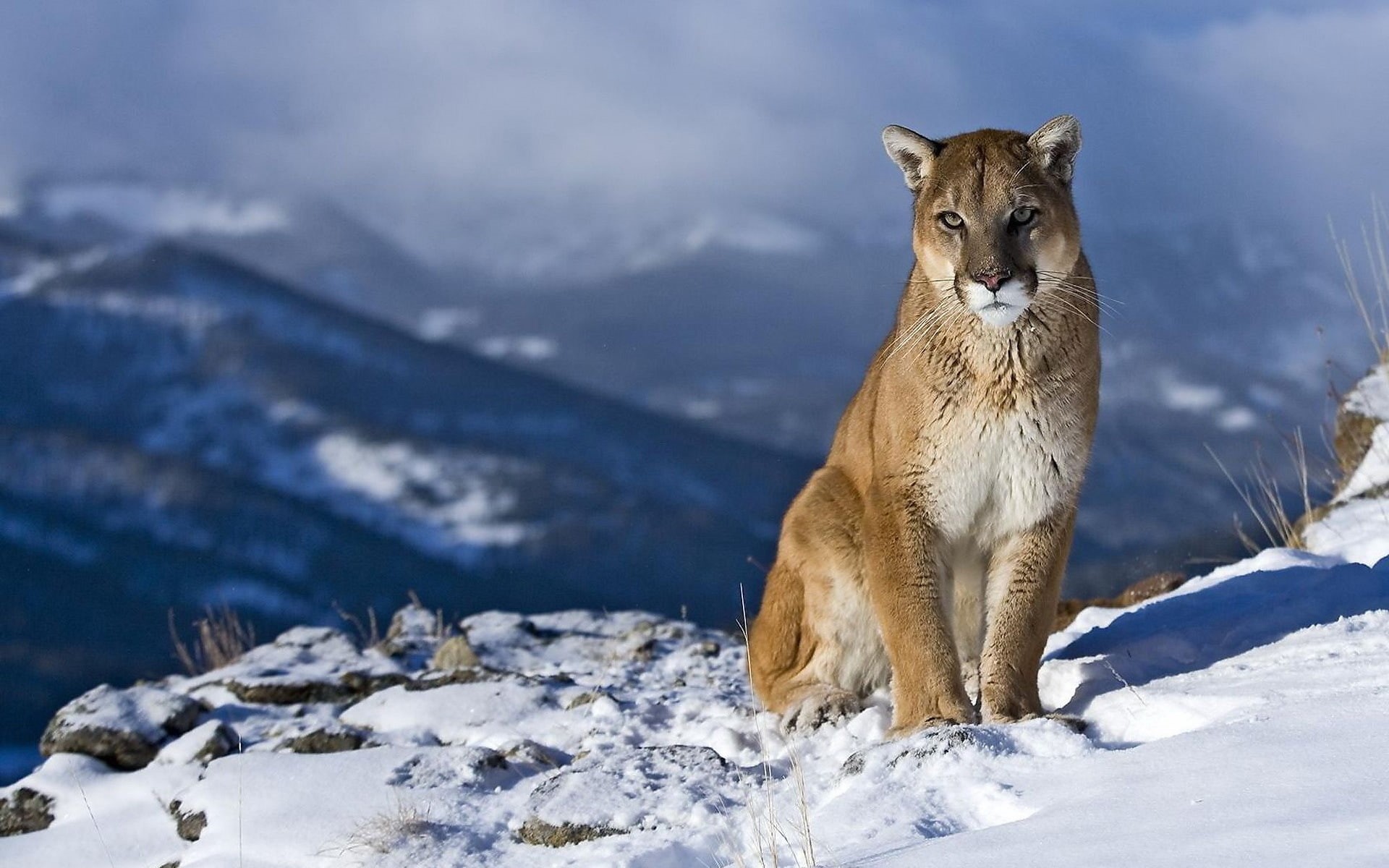 mountain lion, snow, puma, wild, 1080P, animal, lioness, cougar, HD Wallpaper