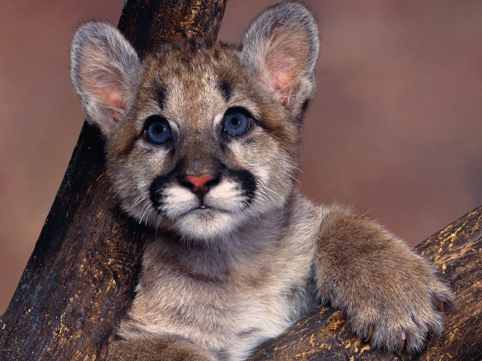 animals, blue eyes, cougars, pumas, baby animals, 720P, HD Wallpaper