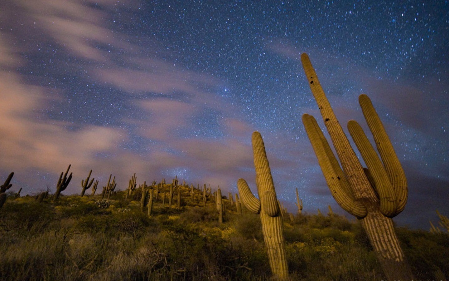 night, galaxy, space, growth, nature, plant, saguaro cactus, beauty in nature, outdoors, star, no people, low angle view, sky, scenics - nature, star - space, HD Wallpaper