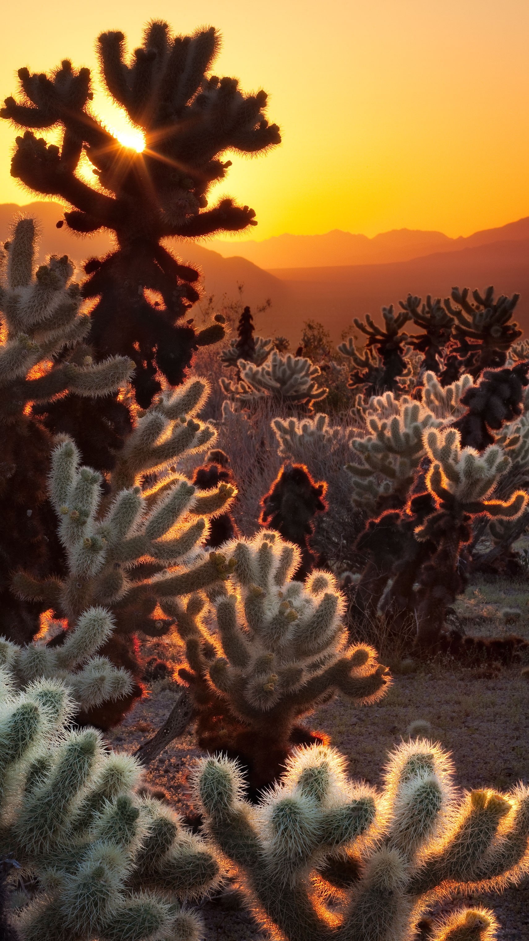 green, animal wildlife, animal themes, environment, scenics - nature, sunset, lot, orange color, animal, tree, desert, growth, plant, sunlight, non-urban scene, Phone HD Wallpaper