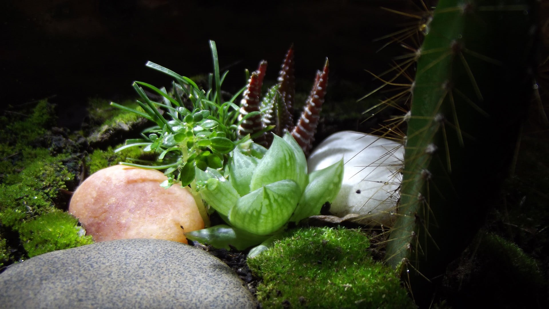 food, growth, moss, plant, green, plants, outdoors, vegetable, nature, garden, beauty in nature, organic, healthy eating, 1080P, green color, cactus, macro, HD Wallpaper