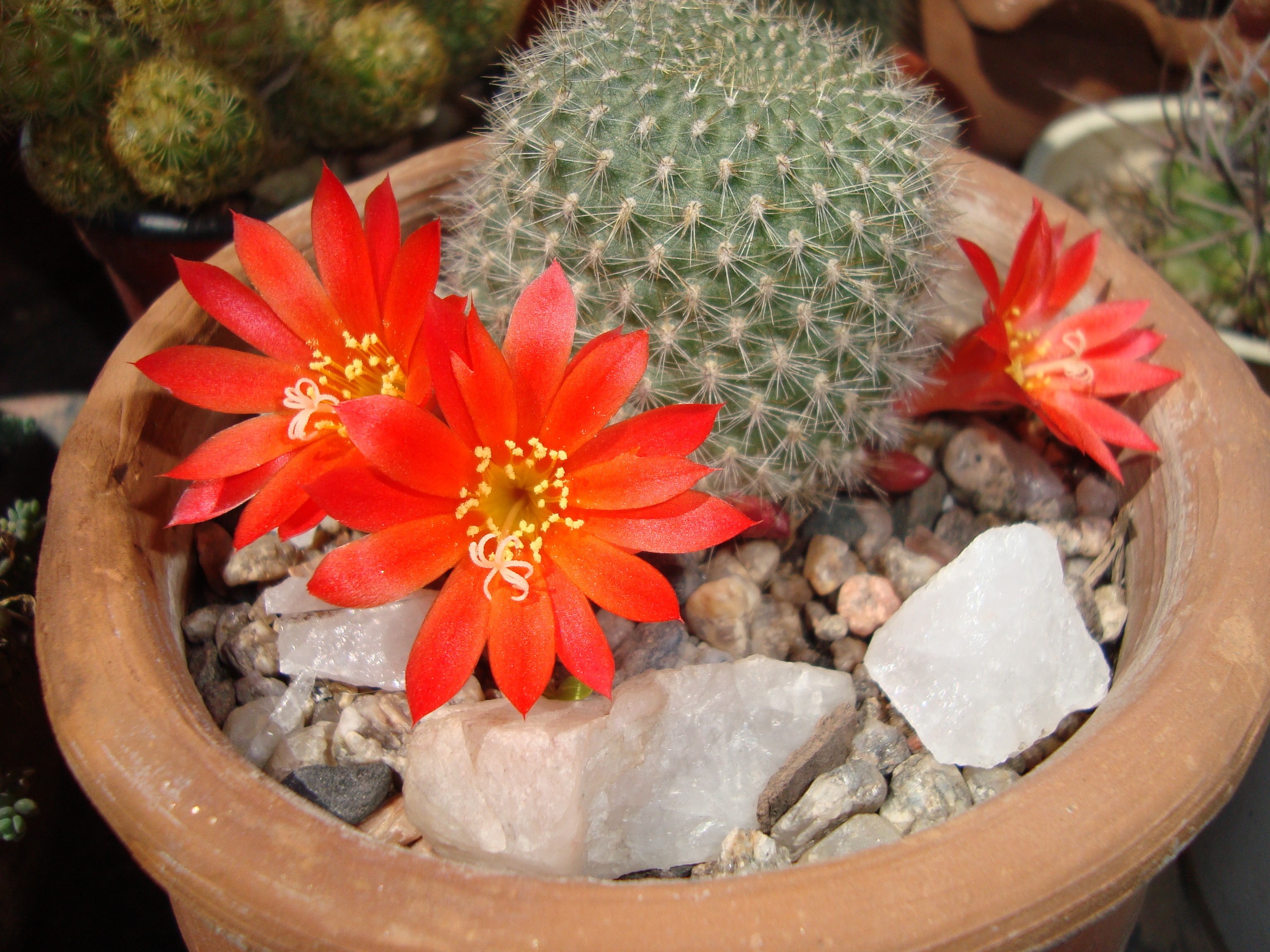 cactus, 2K, flowers, HD Wallpaper