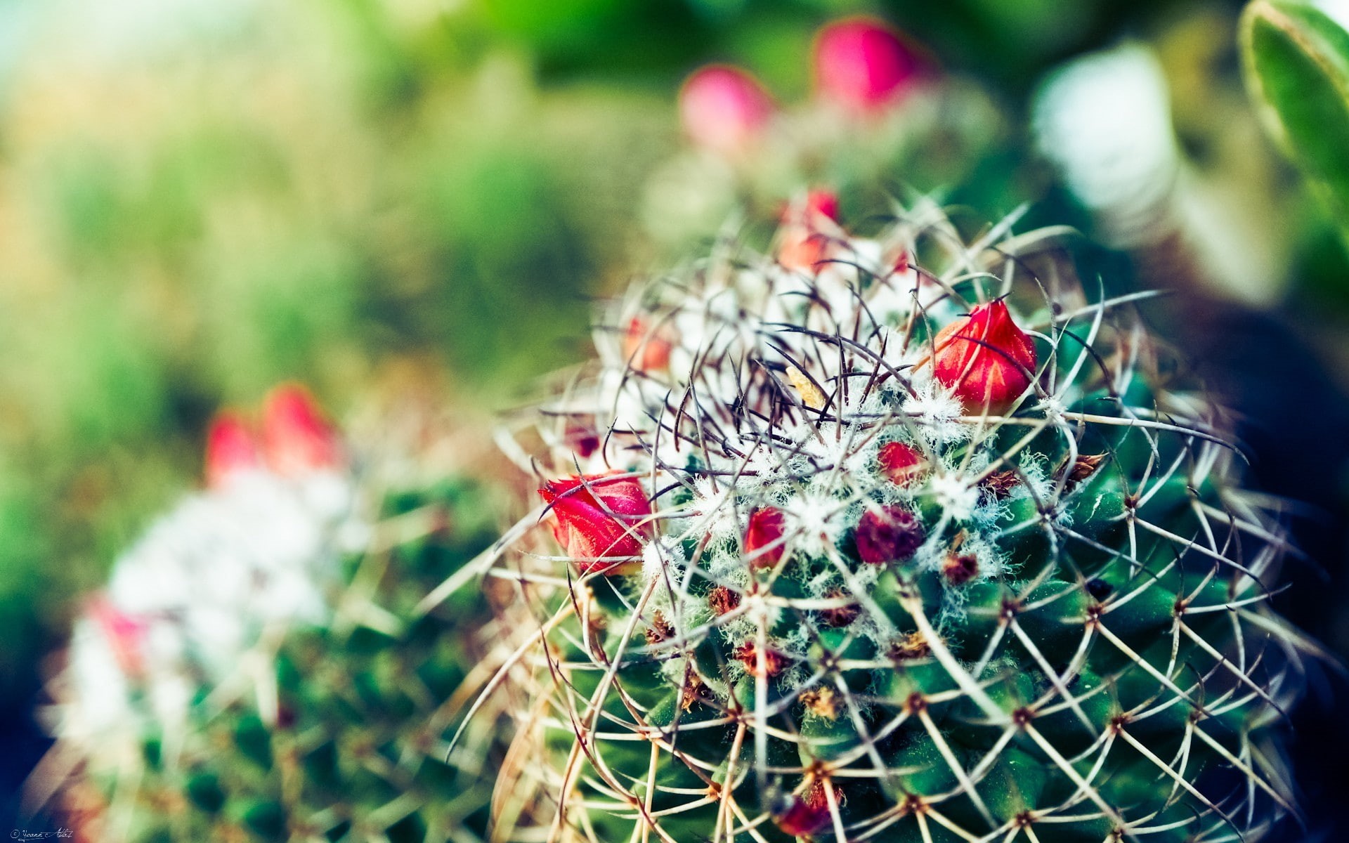 invertebrate, fragility, green color, no people, freshness, macro, vulnerability, succulent plant, outdoors, flower head, flowering plant, 1080P, selective focus, HD Wallpaper