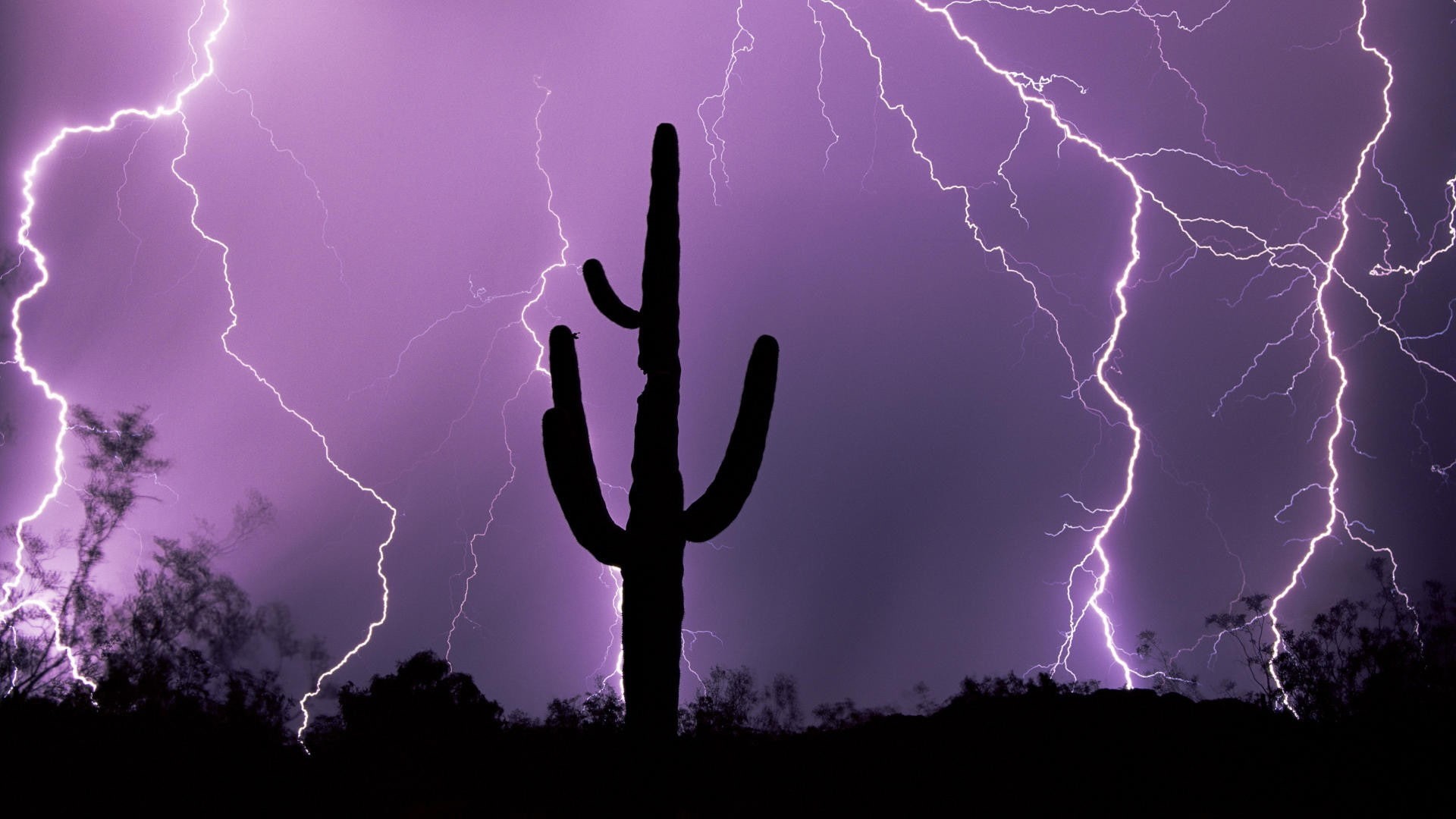 1080P, cactus, nature, silhouette, night, purple, lightning, HD Wallpaper