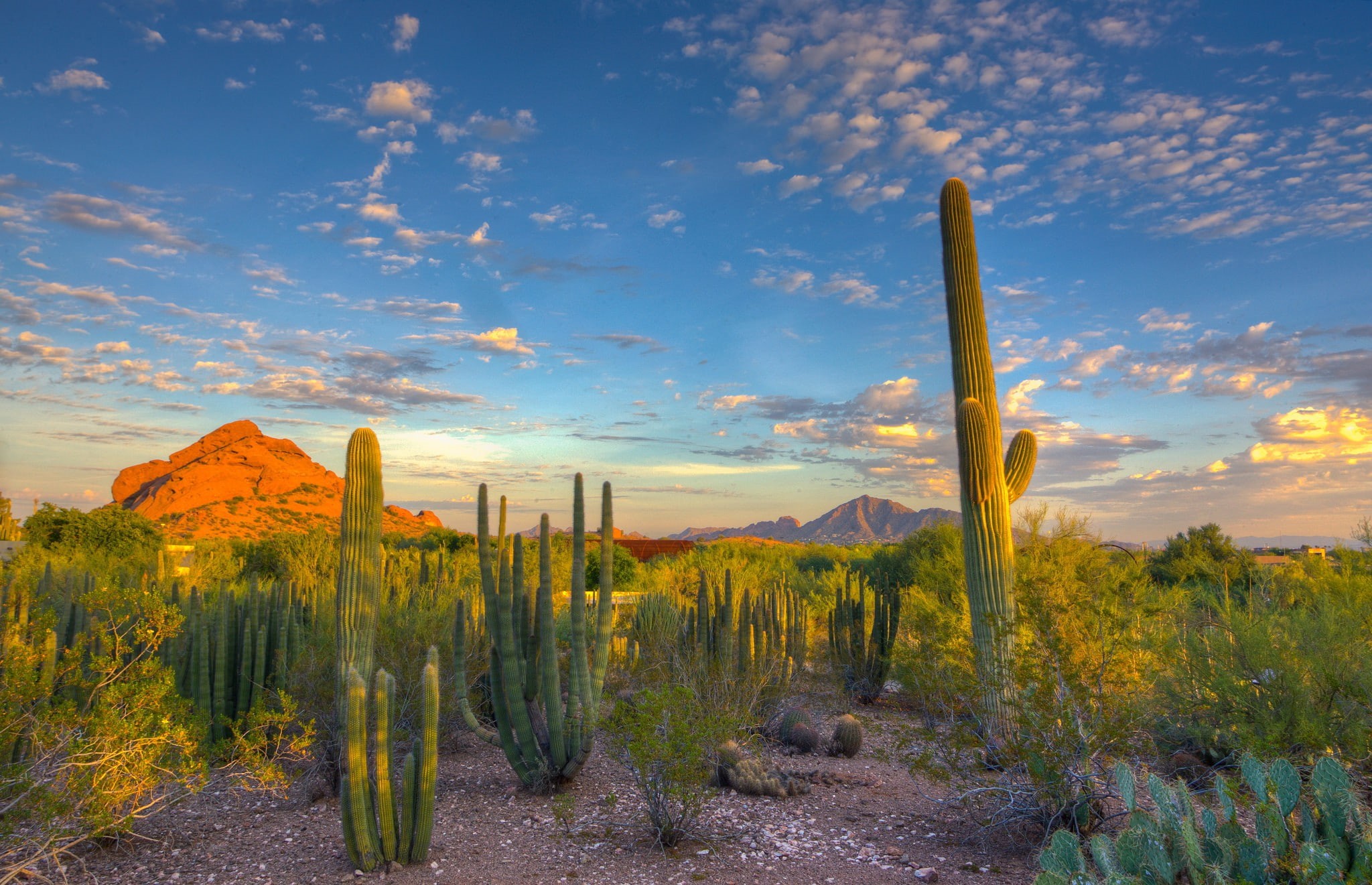 Sunset, sky, Mountain, cactus, clouds, 1080P, desert, HD Wallpaper