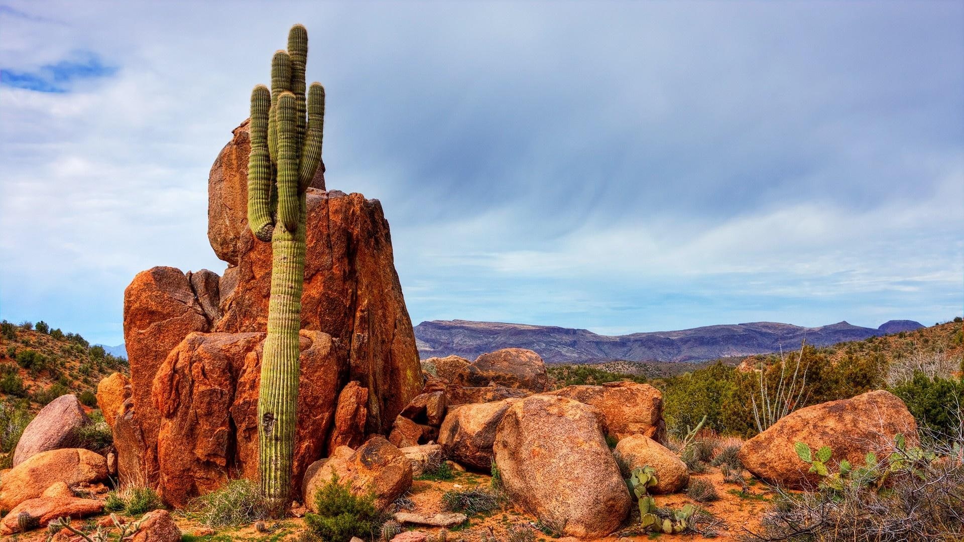 deserts, desert, nature and landscapes, nature, cactus, rocks, saguaro, 1080P, HD Wallpaper