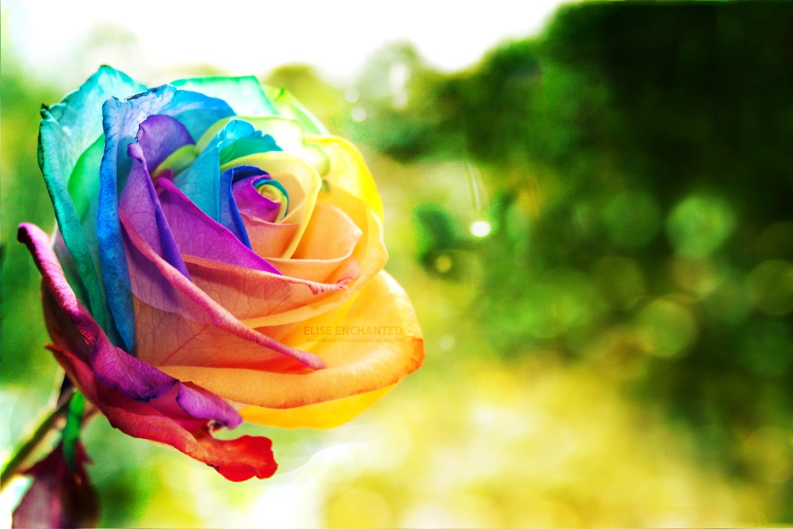 rainbows, 720P, plants, thorns, rose, colorful, HD Wallpaper