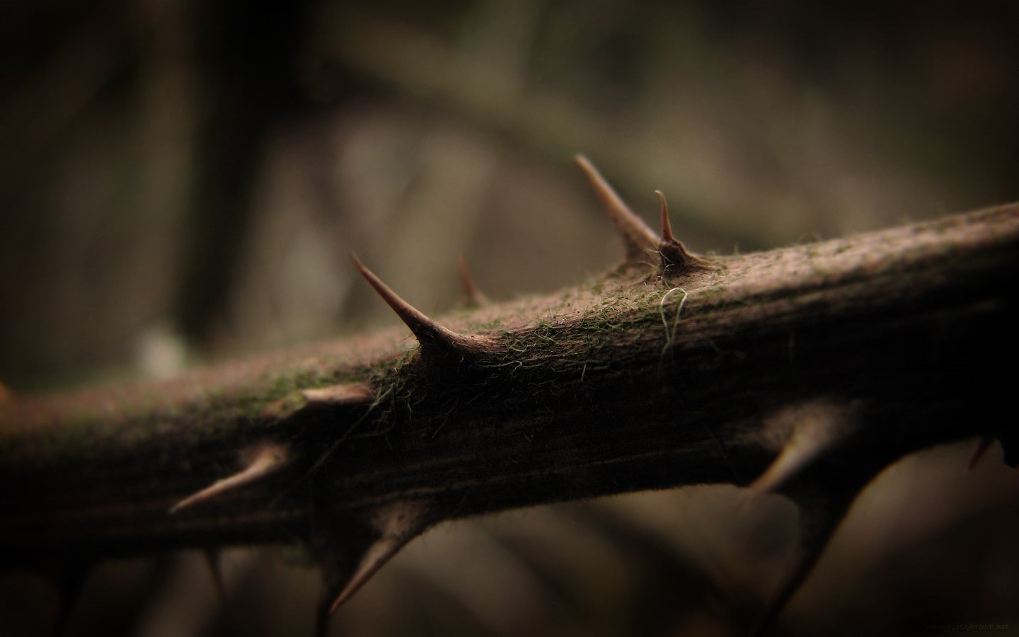 thorns, 720P, HD Wallpaper