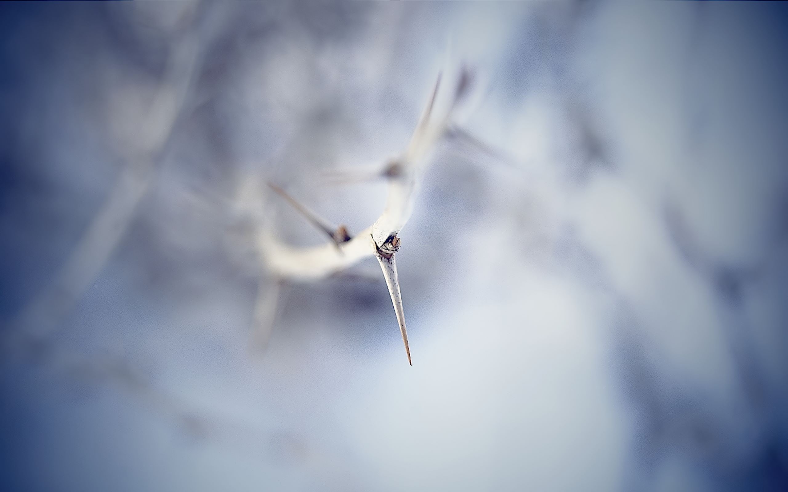 2K, thorns, macro, HD Wallpaper