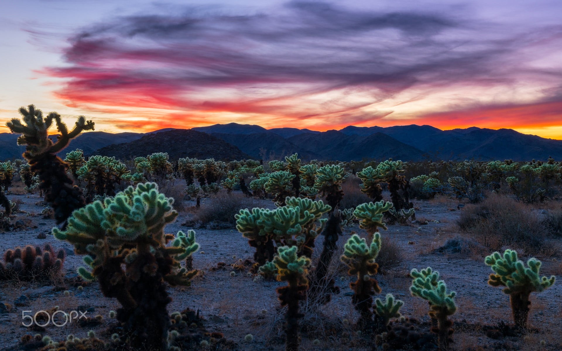 1080P, non-urban scene, no people, tree, cactus, tranquility, sunset, 500px, scenics - nature, tranquil scene, plants, nature, water, environment, sunlight, HD Wallpaper