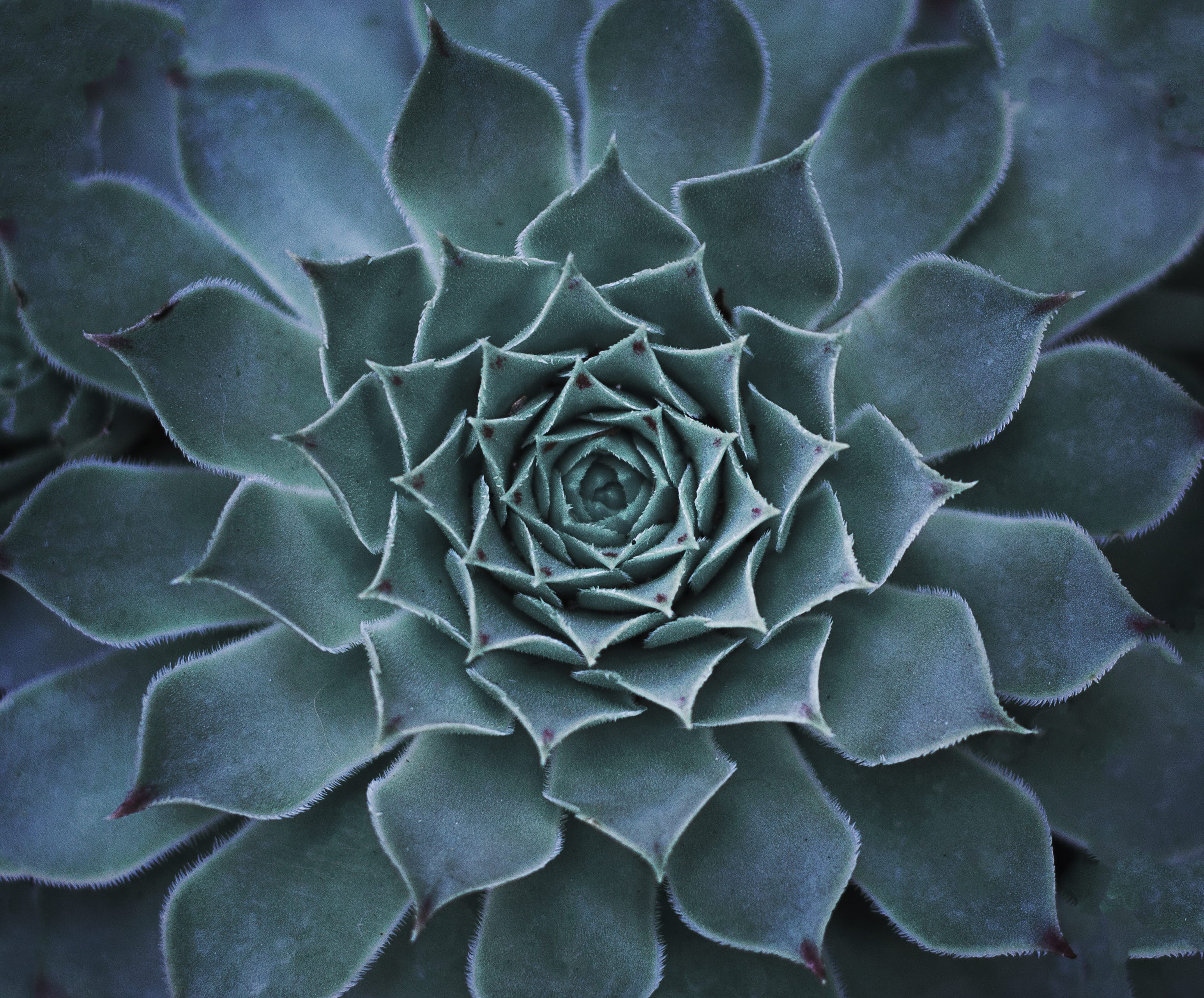 shape, cactus, leaves, pattern, succulent Plant, botany, backgrounds, green, abstract, no People, floral, leaf, detail, succulent, 2K, ornate, HD Wallpaper