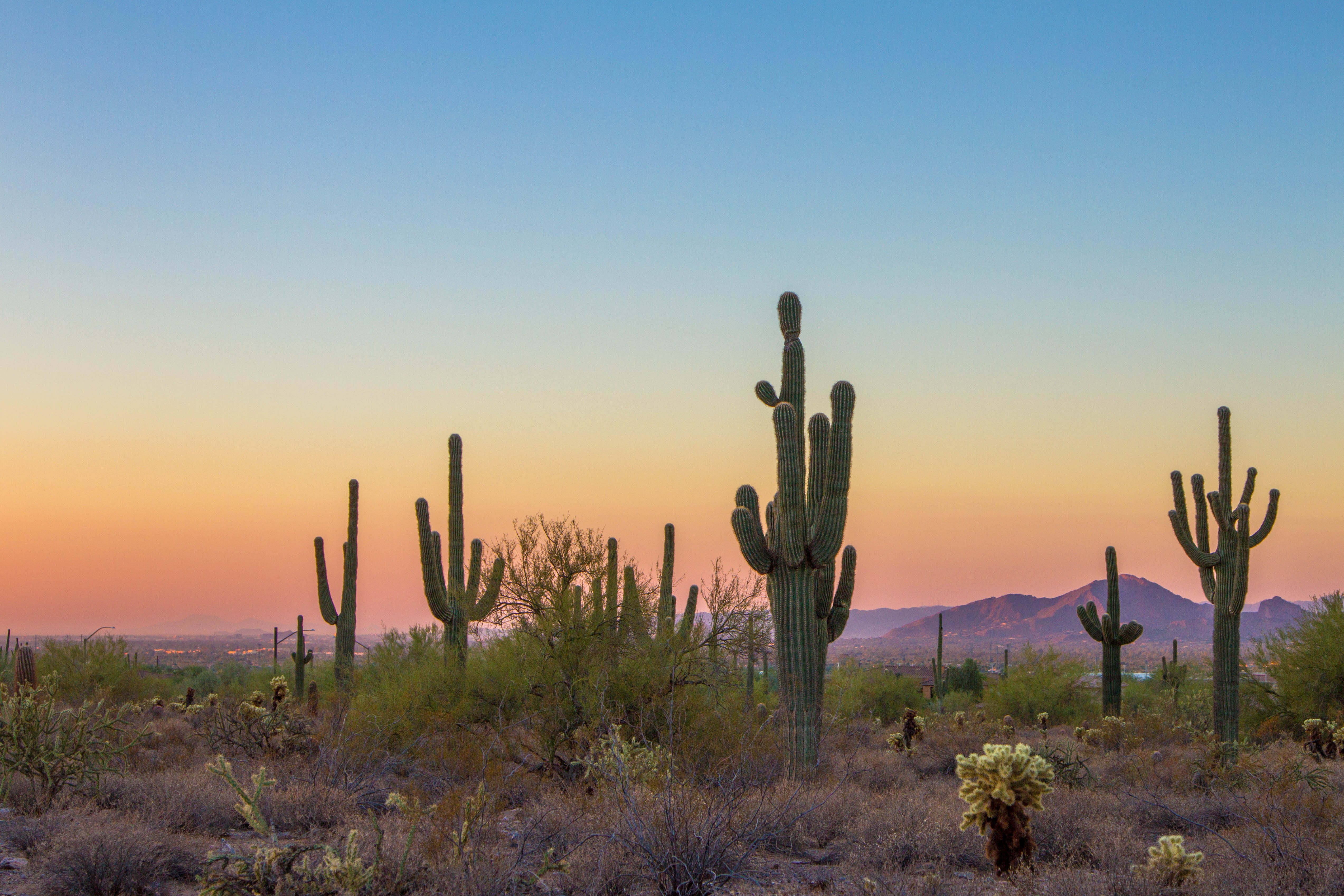 nature, land, green, daytime, sunset, tree, landscape, saguaro cactus, climate, sunrise, cacti, clear sky, 4K, no people, sky, tranquility, field, succulent plant, HD Wallpaper