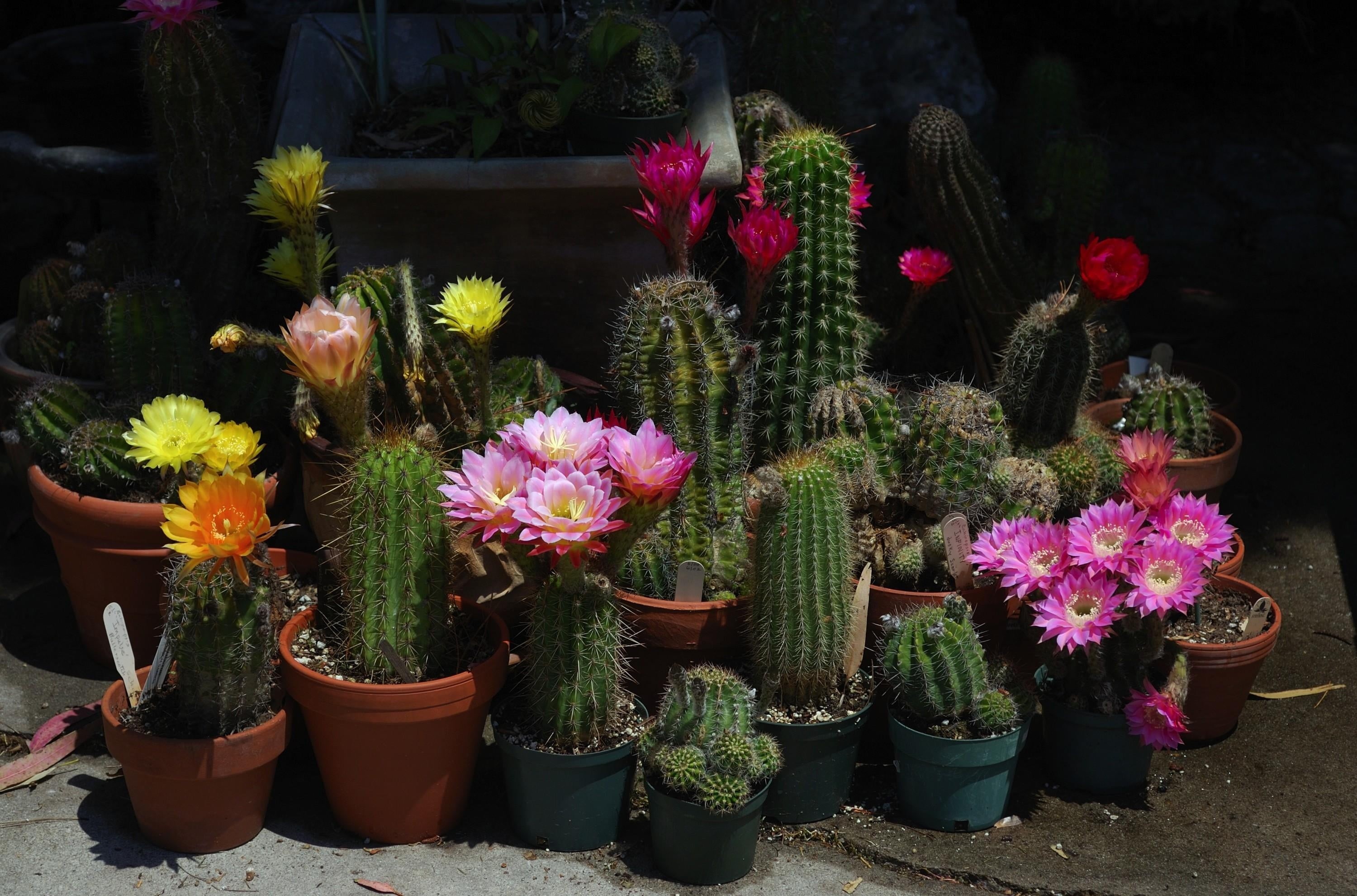 nature, retail display, flower, beauty In Nature, vulnerability, fragility, close-up, green Color, arrangement, choice, cactus, bloom, variation, freshness, HD Wallpaper