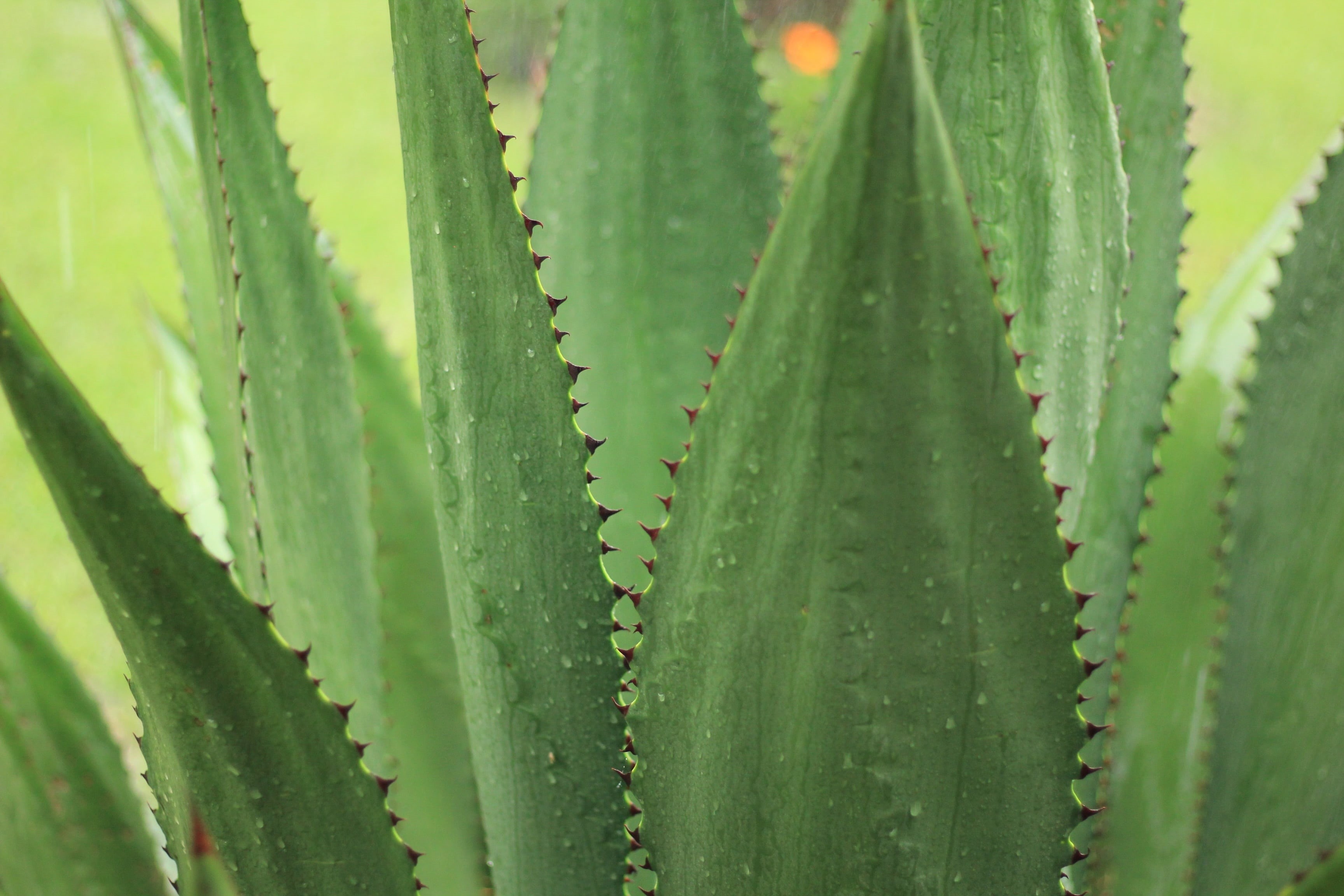 photography, cacti, cactus, plant part, botanical, linear, backgrounds, sharp, close-up, beauty in nature, nature, agave, medicine, green color, spiked, HD Wallpaper