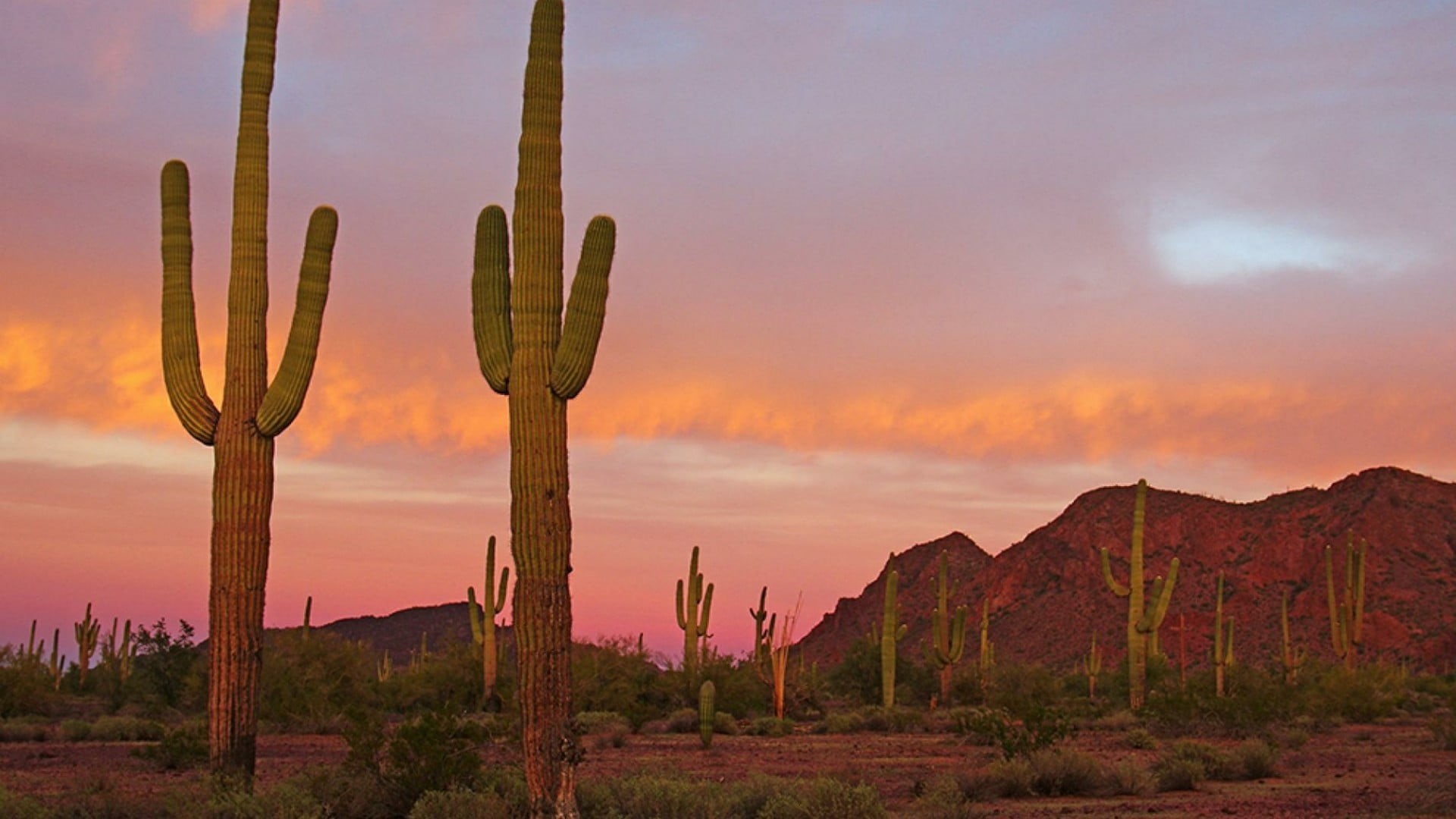 dawn, national park, morning, arid climate, environment, cacti, cactus, tranquility, saguaro national park, land, formation, nature, cloud - sky, sky, 1080P, HD Wallpaper