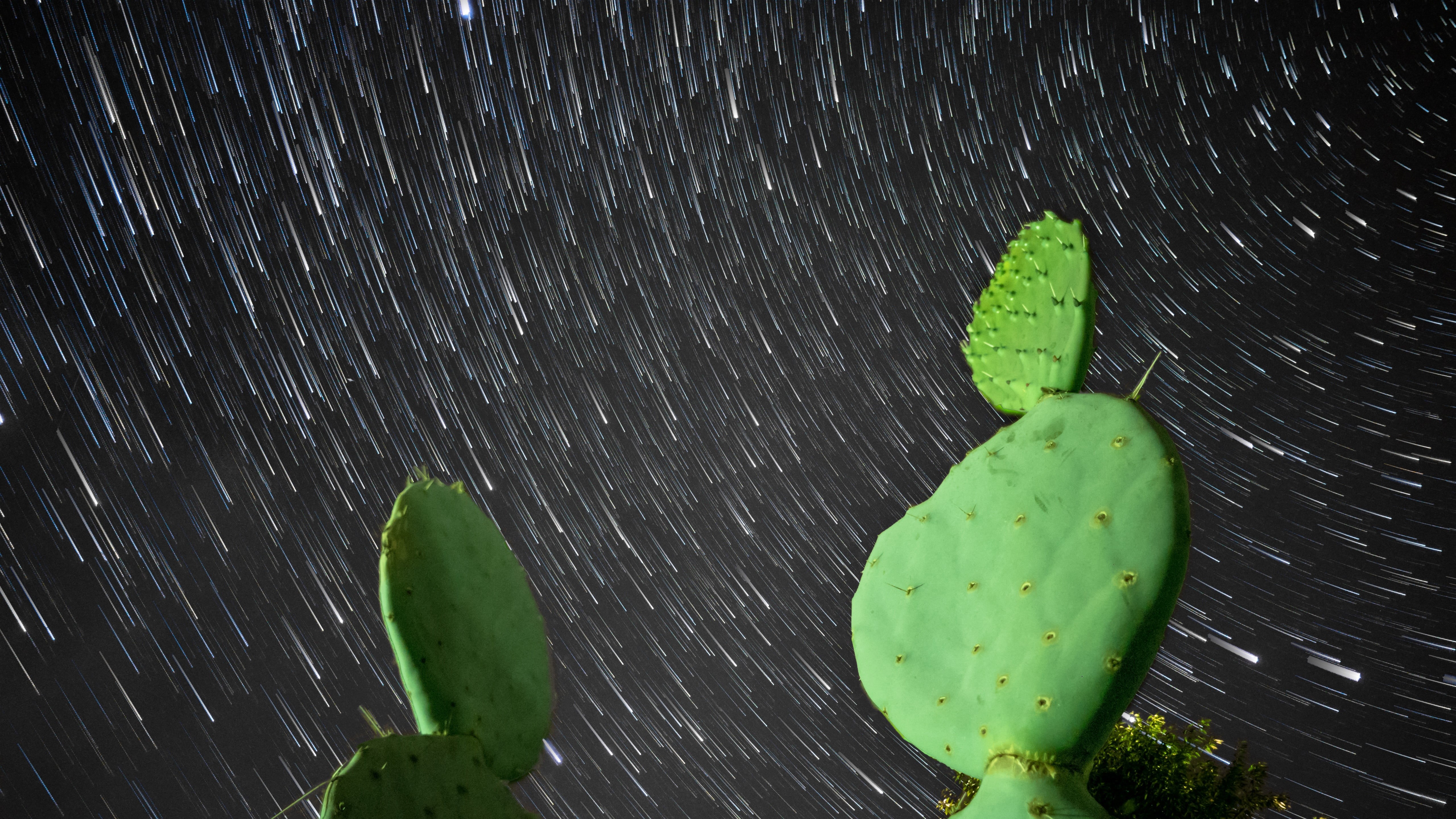 wood - material, photography, no people, plant, eastern prickly pear, 5k, starry night, night sky, cacti, 5K, plant part, motion, close-up, beauty in nature, HD Wallpaper
