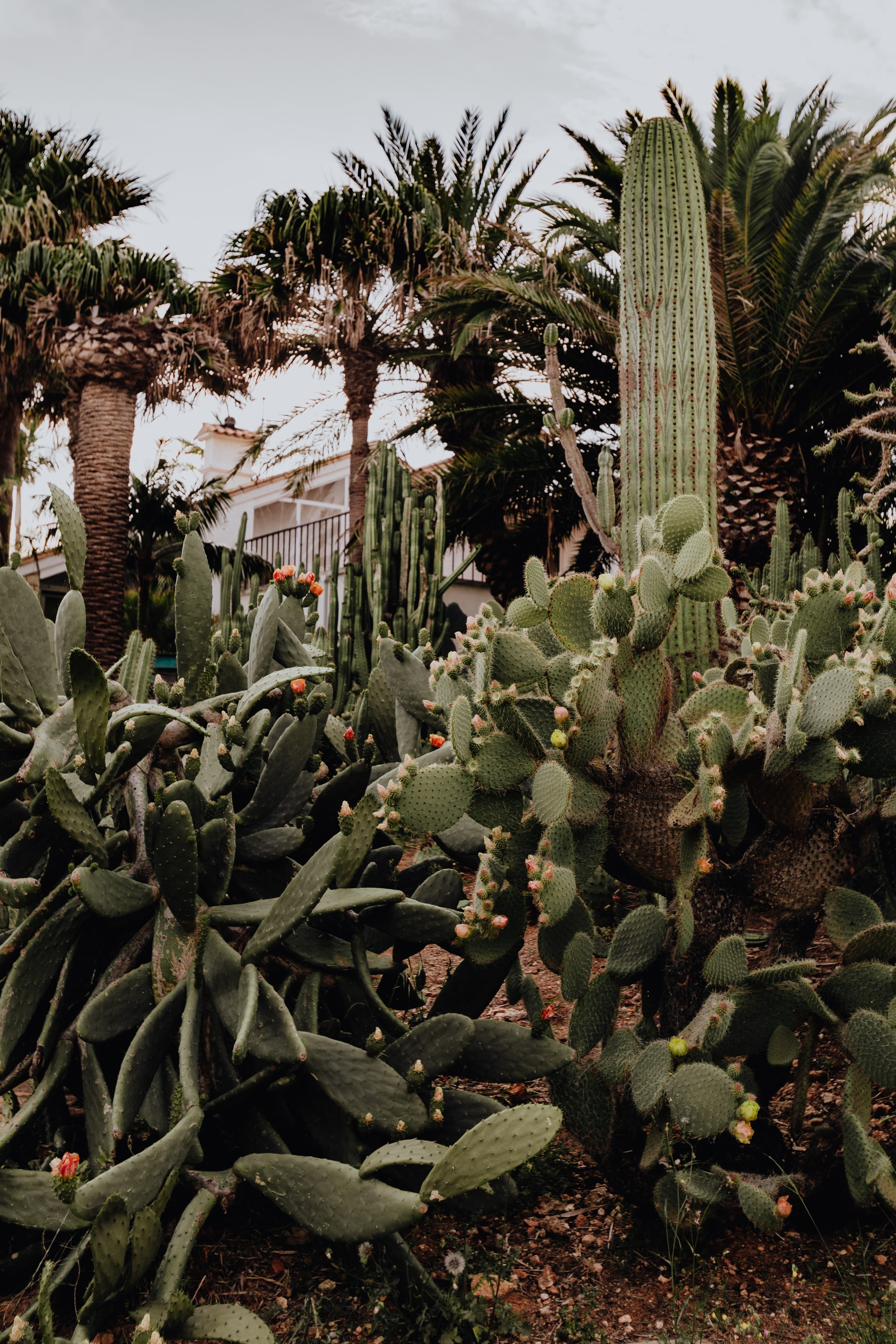 cacti, botanical, flora, thorn, spiked, 4K, field, agave, algarve, no people, land, plants, plant part, opuntia, sharp, tranquility, portugal, green color, Phone HD Wallpaper