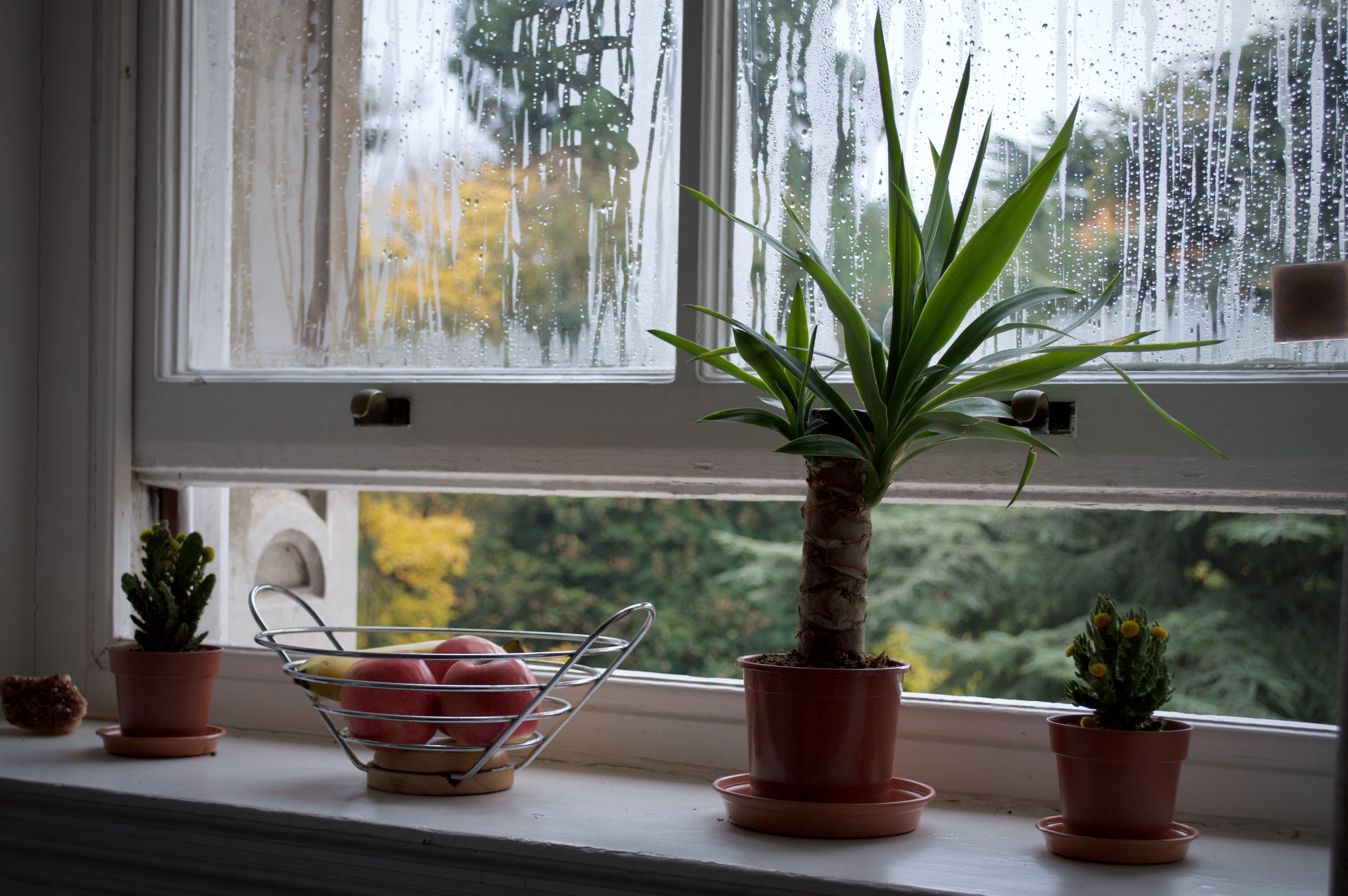 opened, healthy, indoors, window sill, tray, no people, flower pot, fruit, glass - material, interior design, plants, houseplant, potted plant, cacti, nature, HD Wallpaper