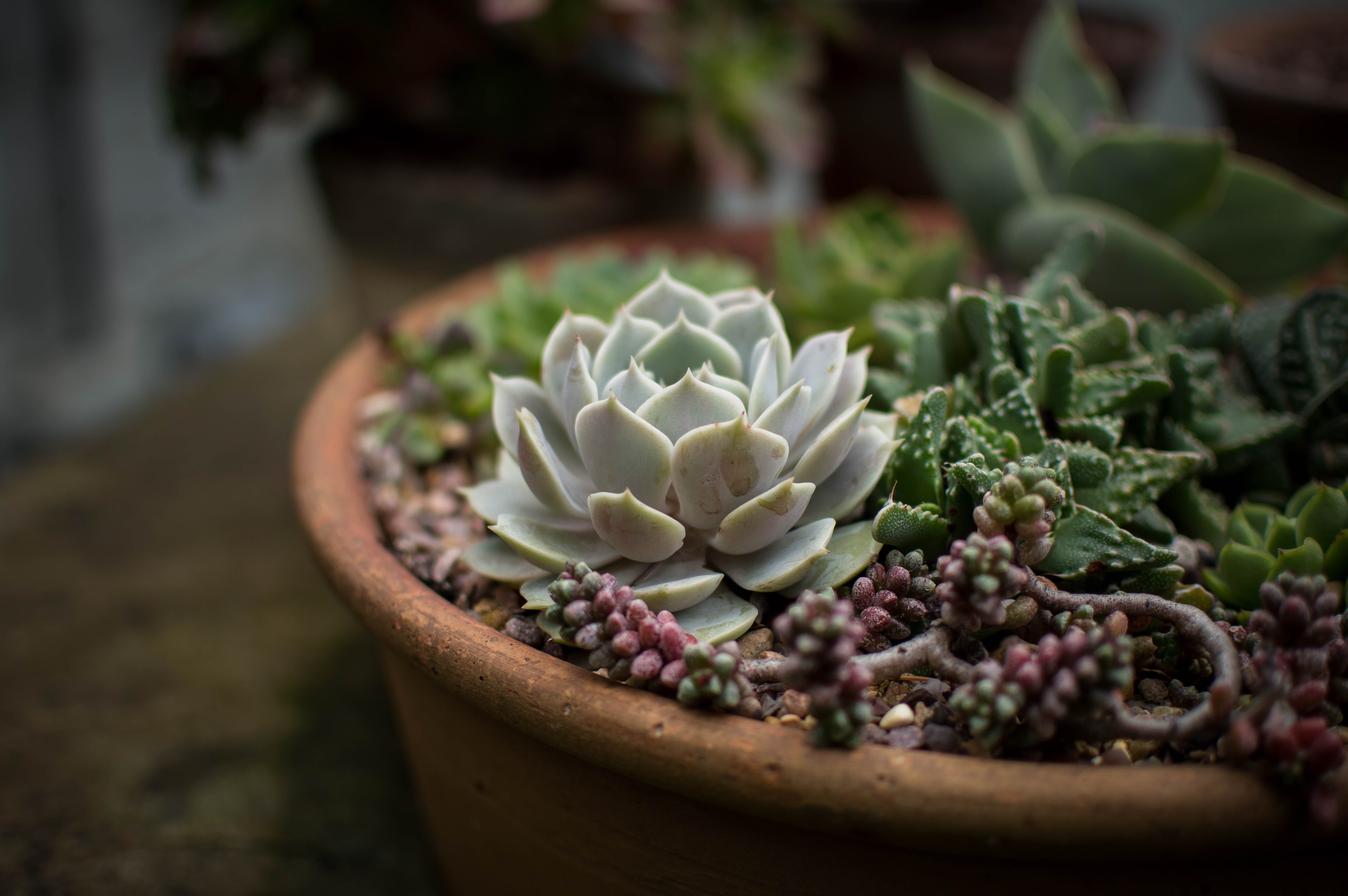 pot, vulnerability, gardening, petal, 5K, succulent plant, freshness, shot, succulent, green, focus on foreground, day, cacti, beauty in nature, flora, HD Wallpaper