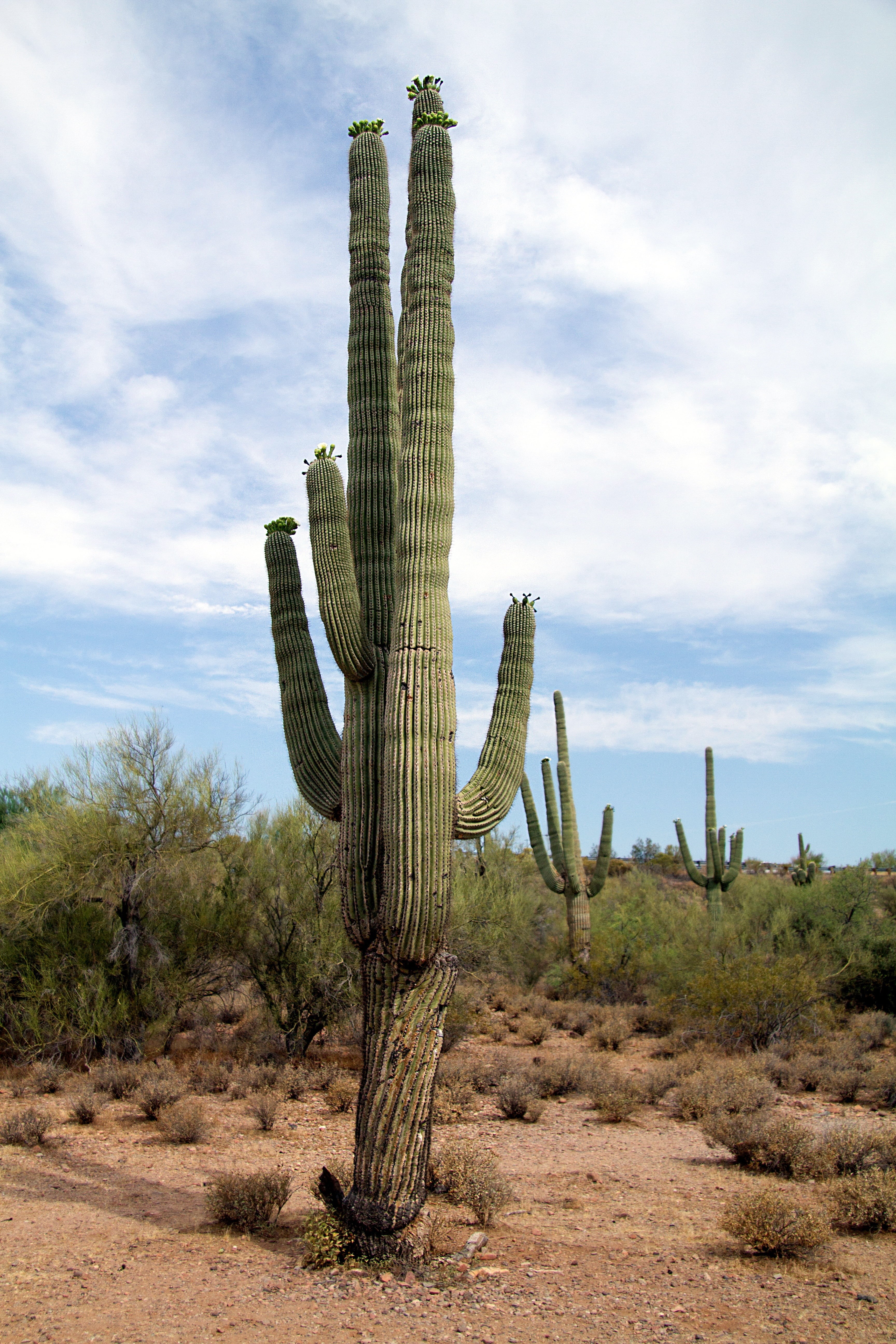 semi-arid, usa, sky, 5K, outdoors, daytime, land, cactus, plant, dry, scenics - nature, arid Climate, saguaro Cactus, tranquility, green, day, landscape, Phone HD Wallpaper