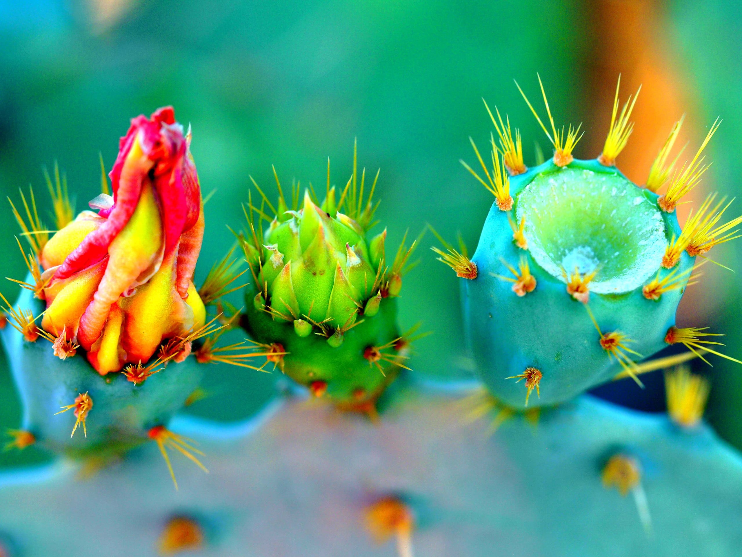 beauty In Nature, freshness, cactus, plant, multi Colored, summer, plant part, 2K, ripe, selective focus, barbary, close-up, yellow, green Color, succulent Plant, HD Wallpaper