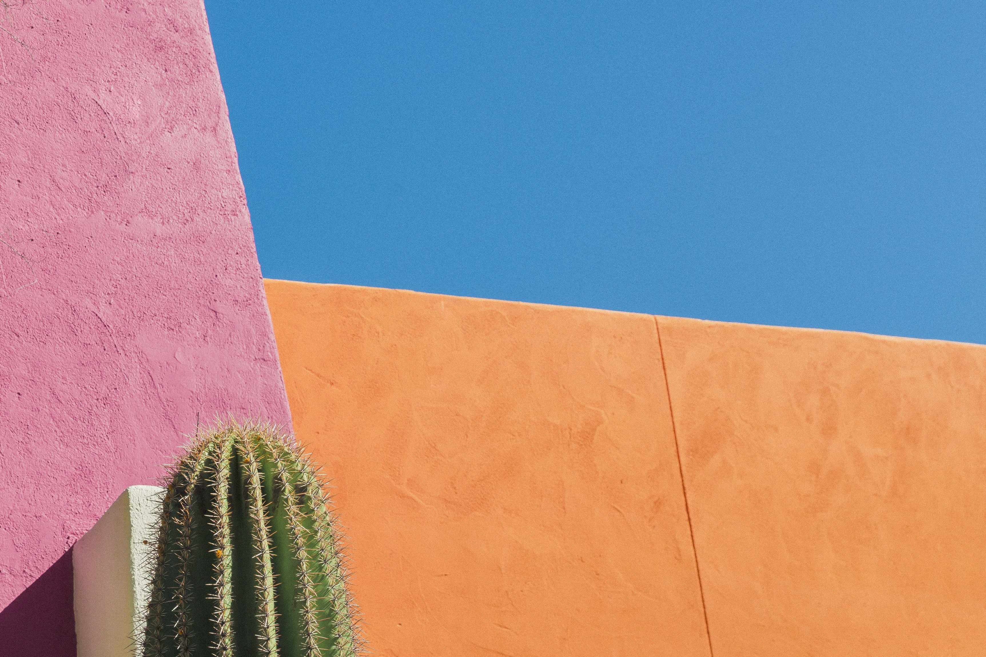 no People, outdoors, green, nature, building Exterior, cactus, day, succulent plant, plant, built Structure, wall - Building Feature, 2K, summer, sky, HD Wallpaper