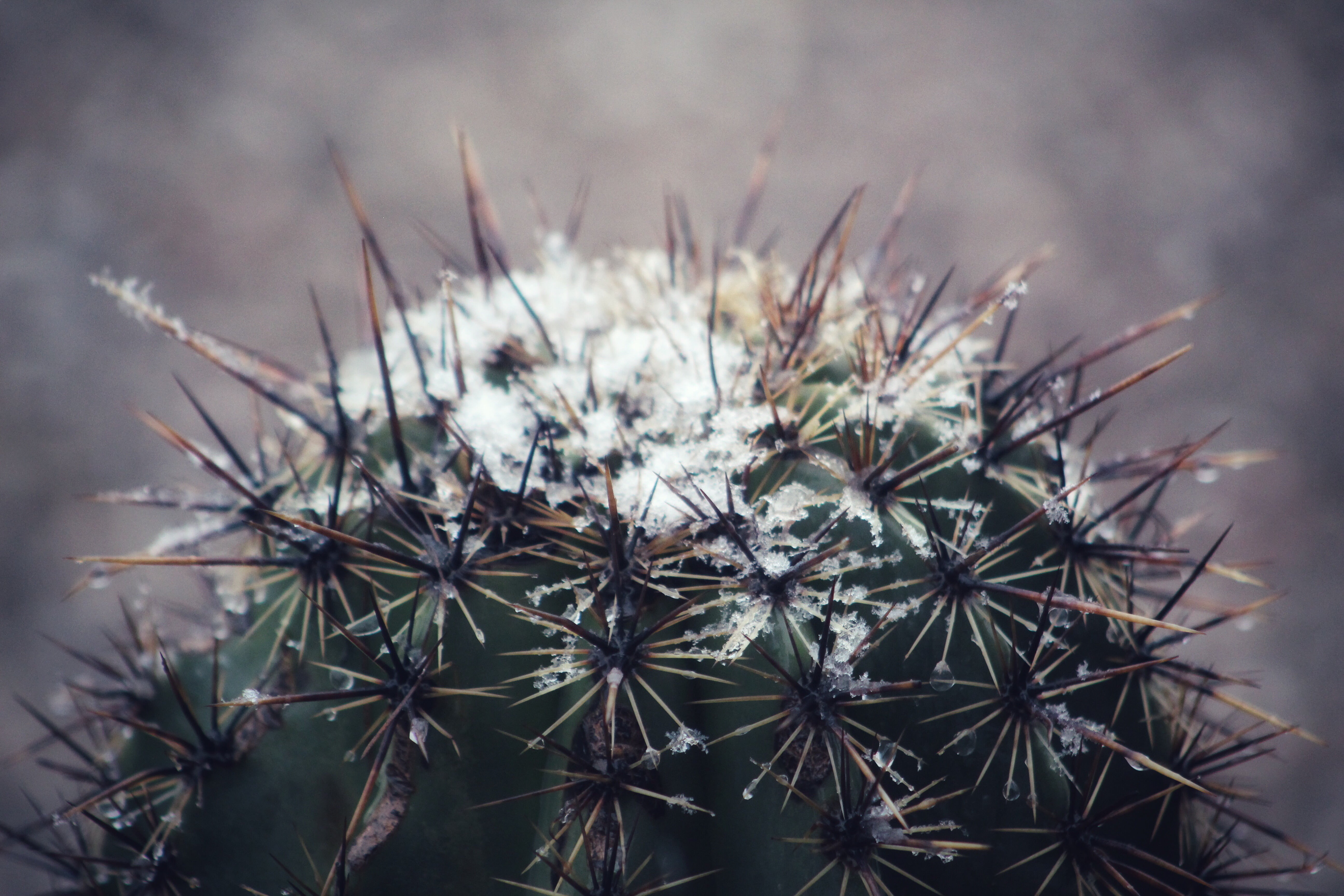 desert, winter, 5K, cactus, snow, HD Wallpaper
