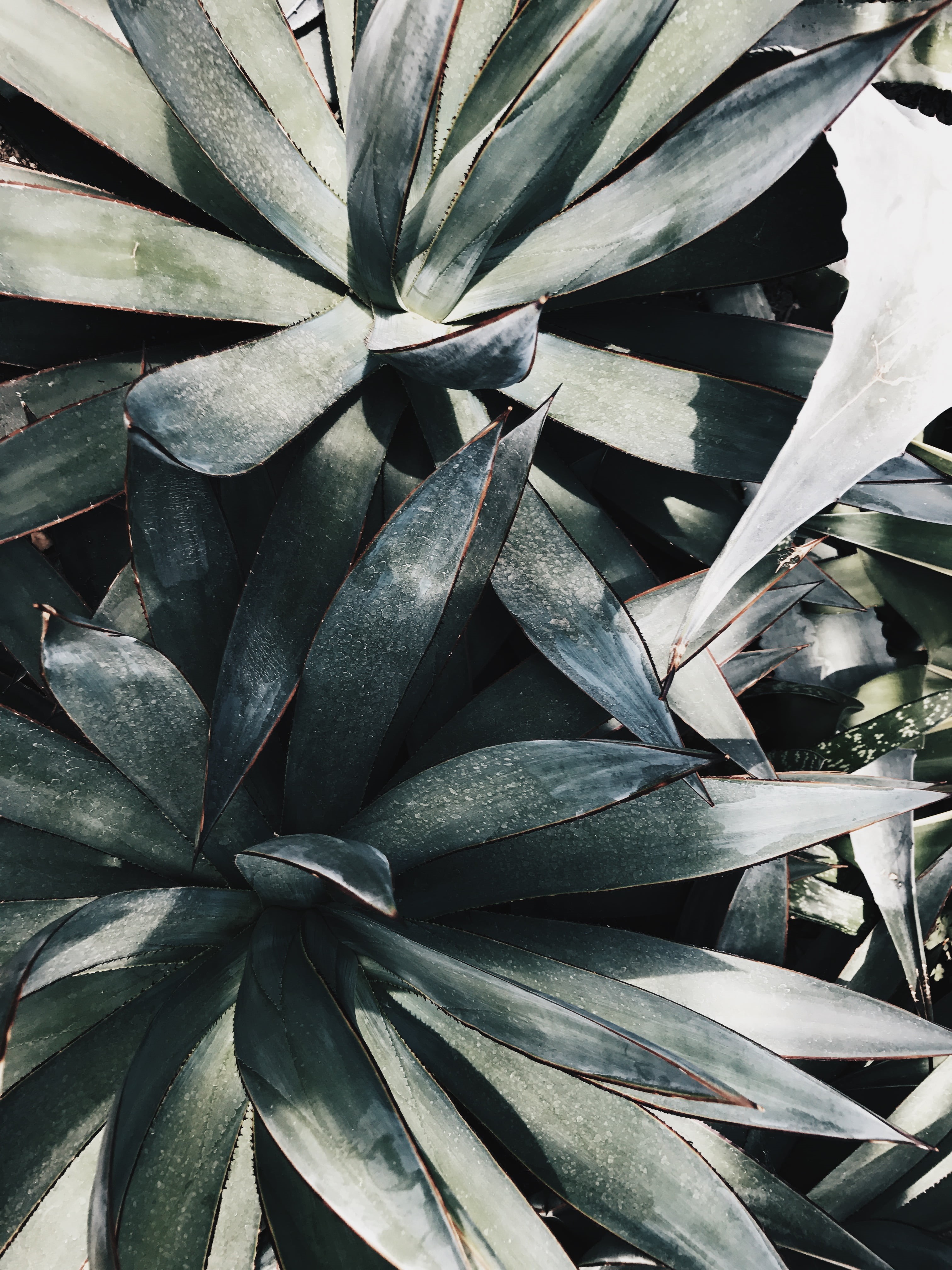 natural pattern, planks, aloe vera, close-up, aloe, 4K, succulent plant, leaf, growth, outdoors, plants, no people, nature, aloe vera plant, sunlight, Phone HD Wallpaper
