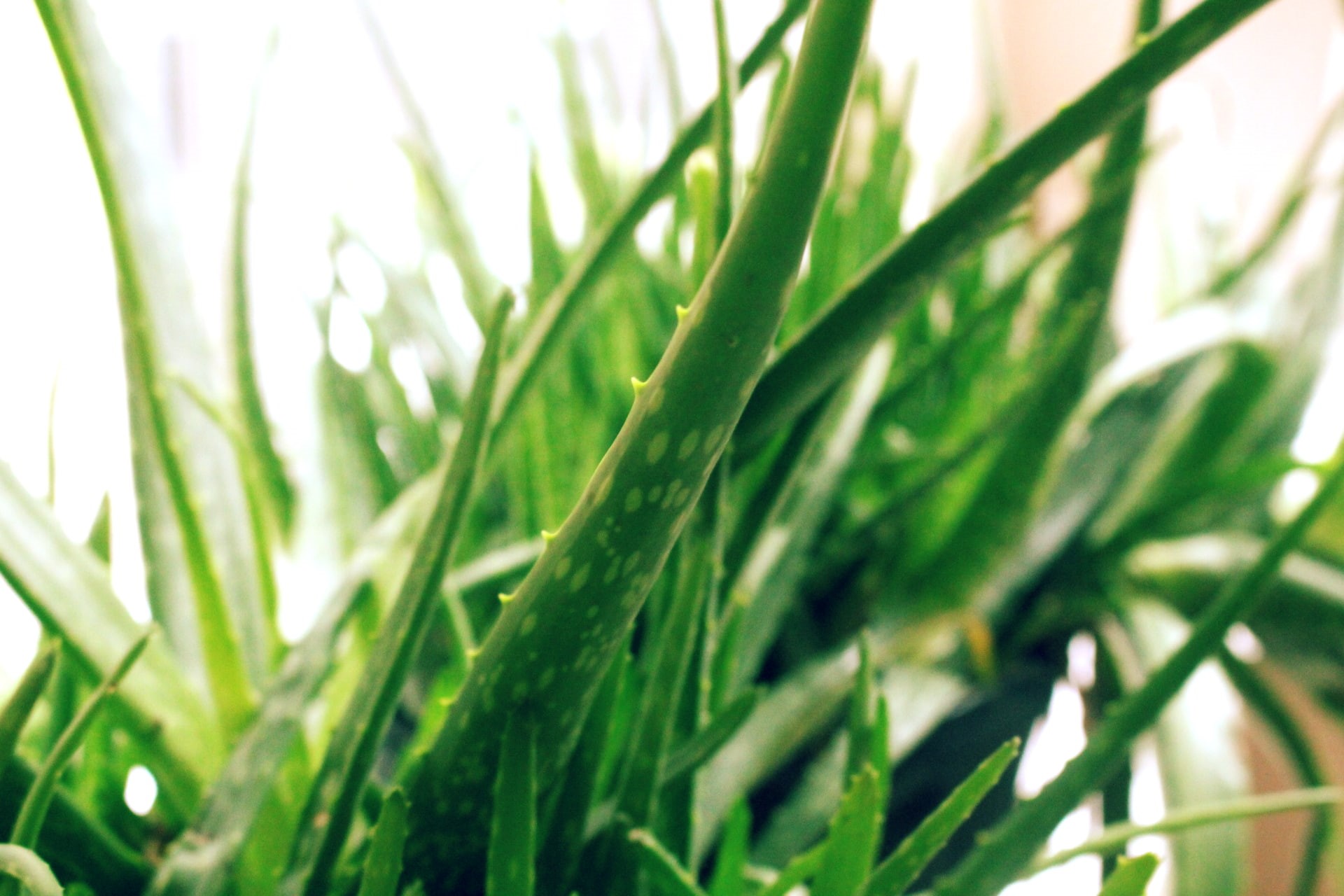 growth, agriculture, close-up, aloe vera, beauty in nature, green, blade of grass, palm tree, plant, soft focus, plants, outdoors, green color, leaf, tree, HD Wallpaper