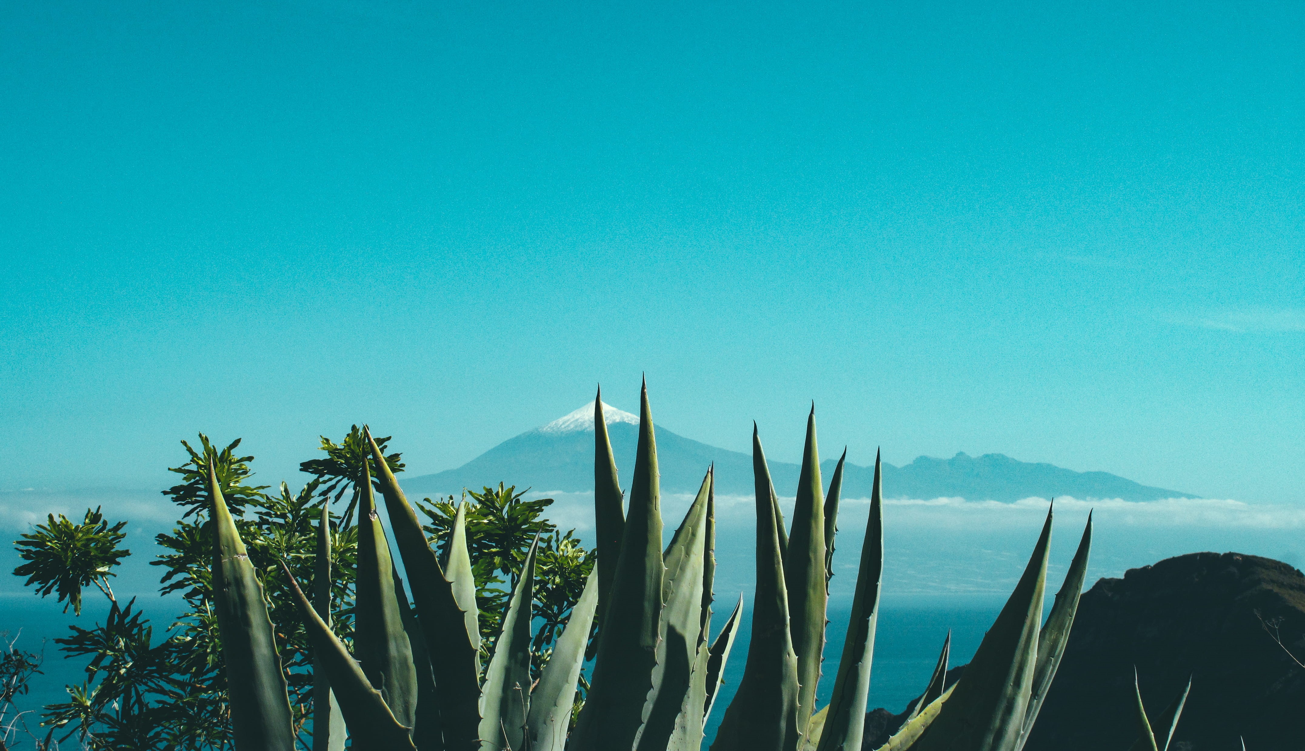 4K, prickly, tranquil scene, no people, succulent plant, copy space, leaf, aloe, scenics - nature, leafed, palm tree, tropical climate, plant, day, nature, HD Wallpaper