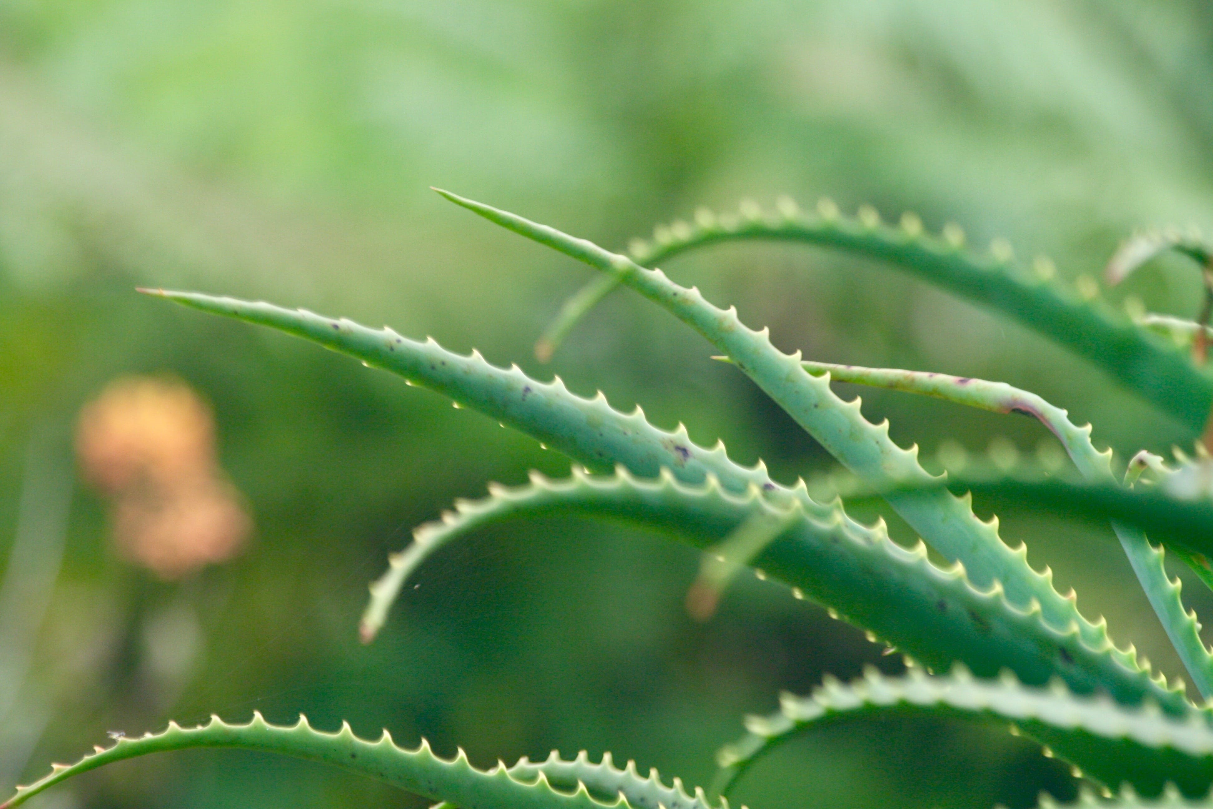 no people, leaf, spine, succulent, 4K, outdoors, green color, herbal medicine, close-up, land, flora, aloe vera plant, succulent plant, beauty in nature, HD Wallpaper