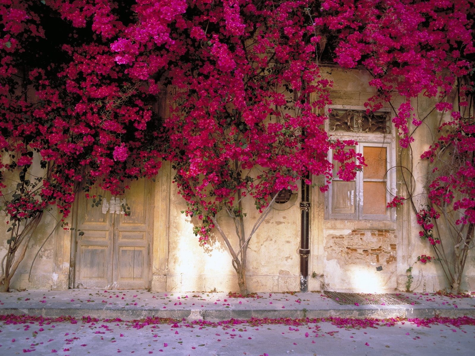 building, architecture, Flowers, plant, flowering plant, building Exterior, Window, decoration, pink, beauty in nature, town, red, built Structure, entrance, HD Wallpaper