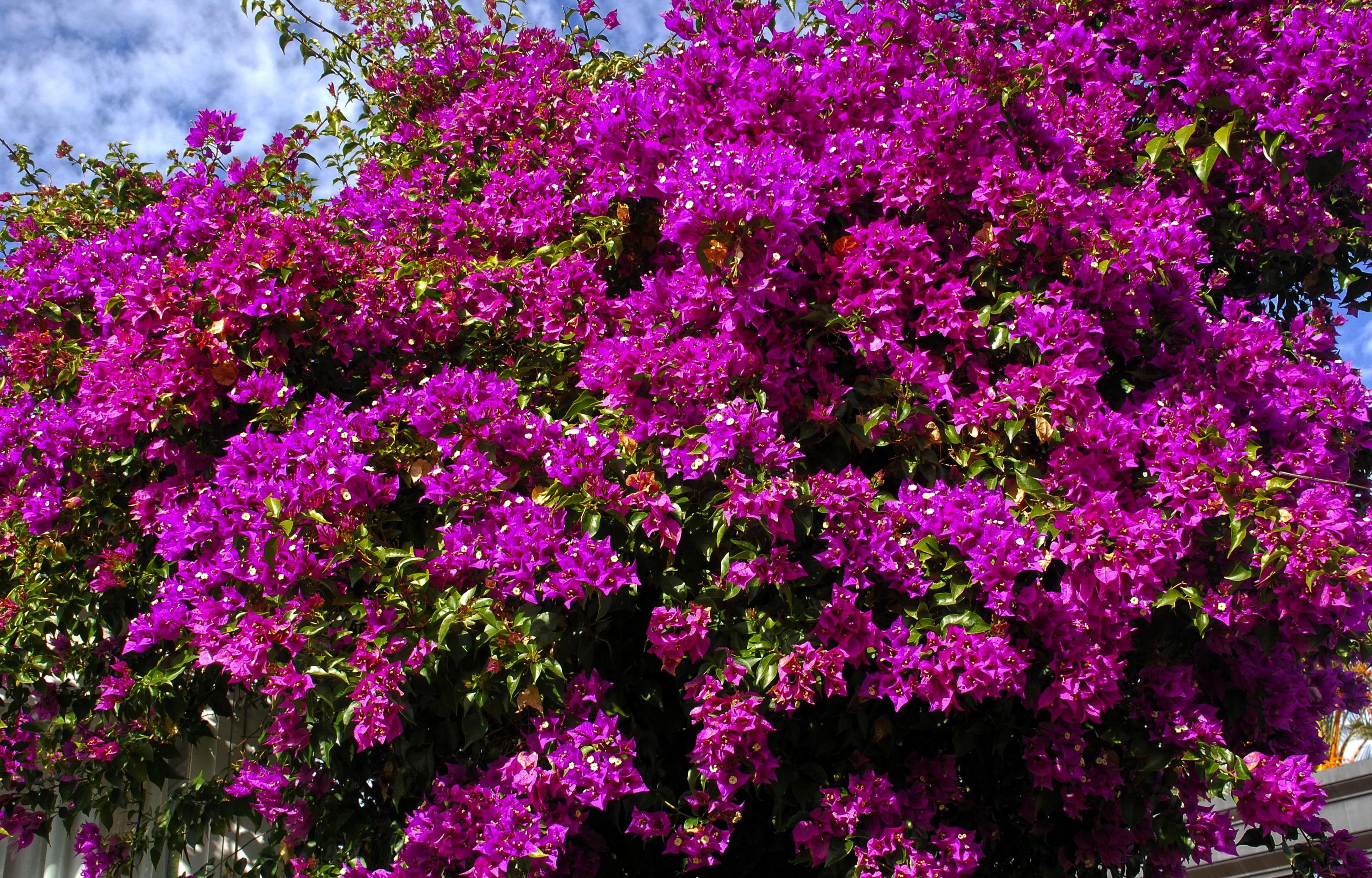 flowers, bougainvillea, 2K, HD Wallpaper