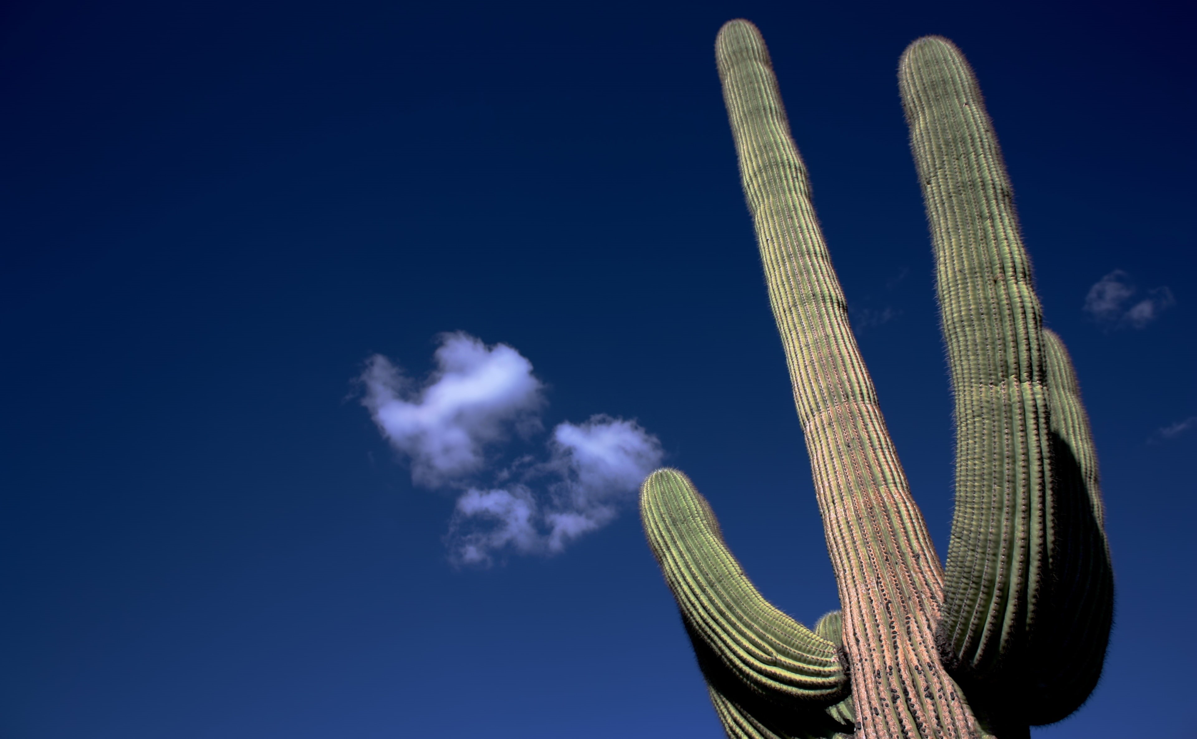 brown, beauty in nature, saguaro, no people, blue background, blue, sunlight, Tucson, Cactus, cloud - sky, outdoors, desert, United States, low angle view, HD Wallpaper