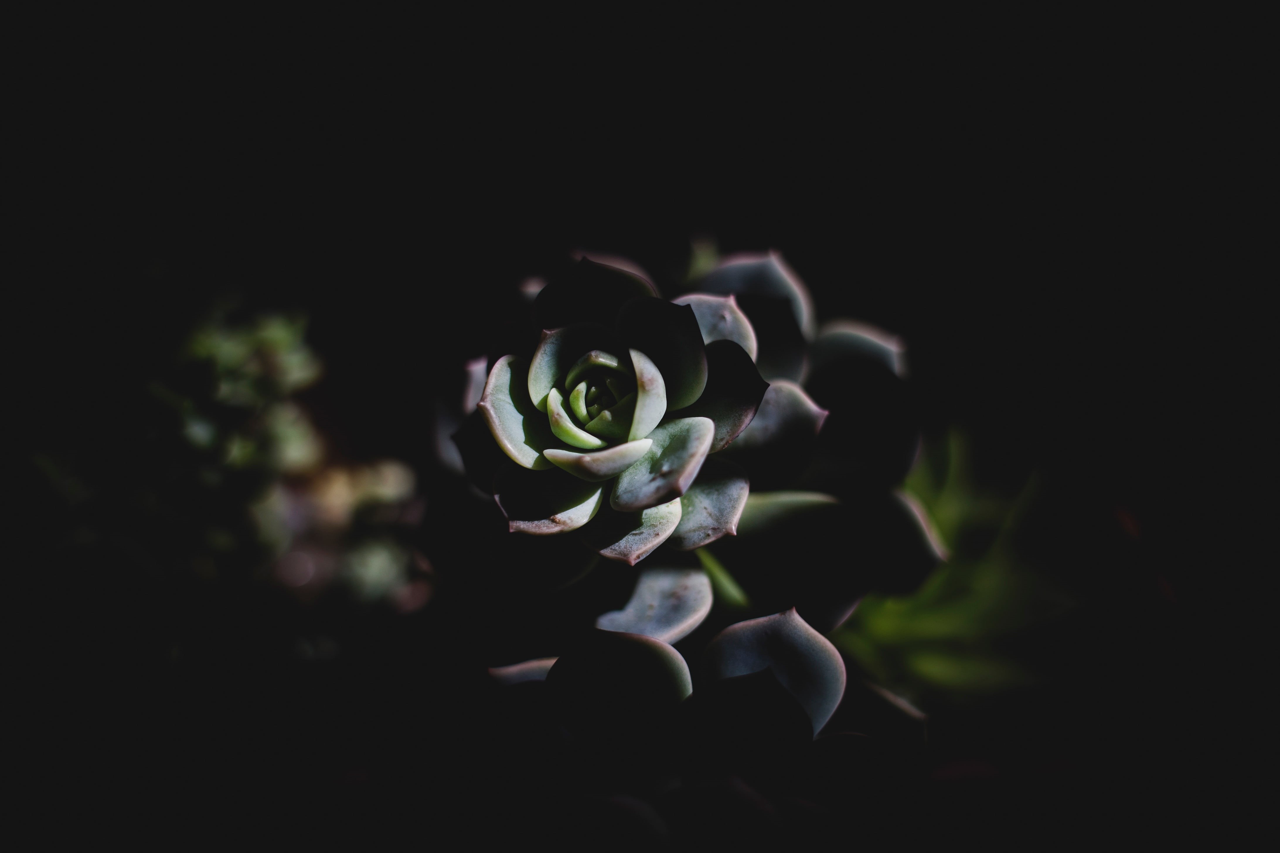 single Flower, echeveria, flowering plant, vulnerability, petal, sunlight, selective focus, freshness, outdoors, growth, water, nature, no People, succulent, HD Wallpaper